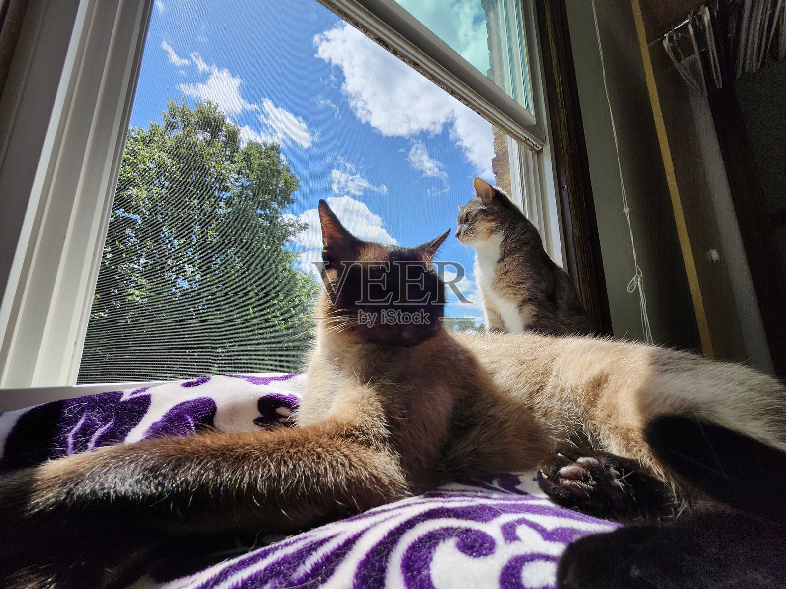 丹麦和Lil Sista照片摄影图片