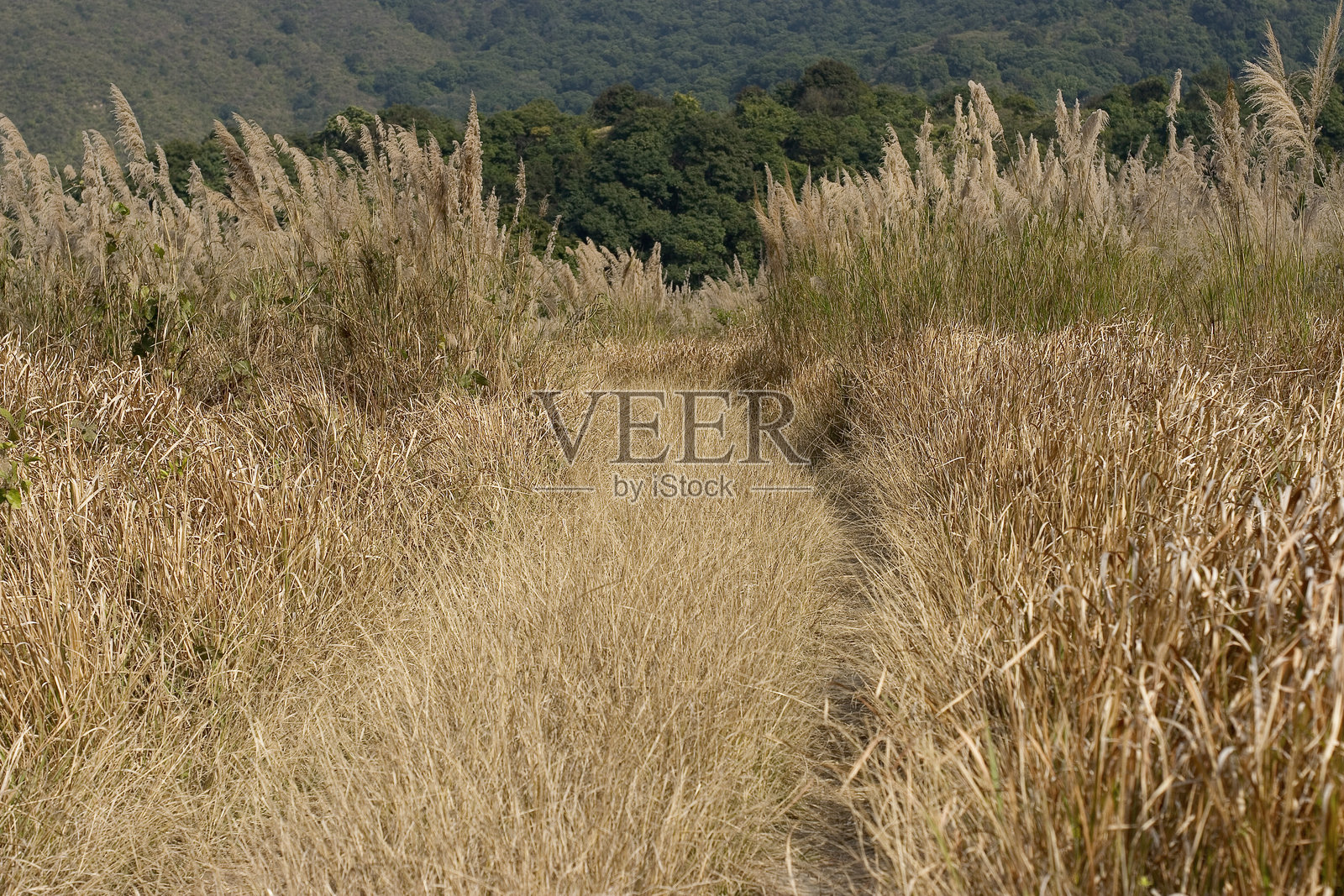 香港沙螺洞的草地,秋天长着枯草照片摄影图片