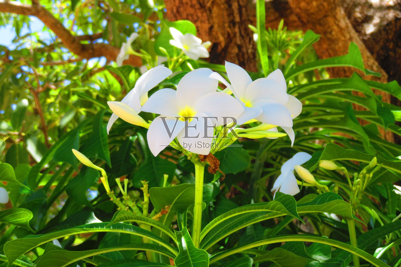 鸡蛋花照片摄影图片