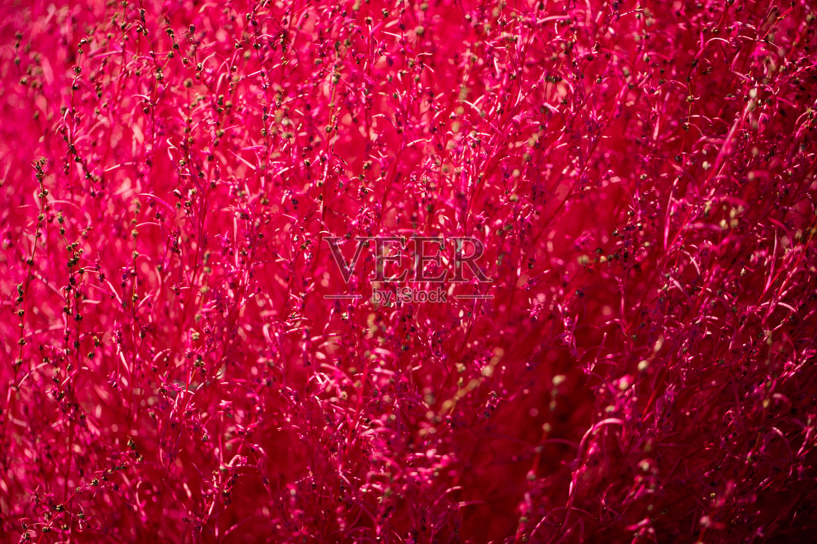 秋茶叶照片摄影图片