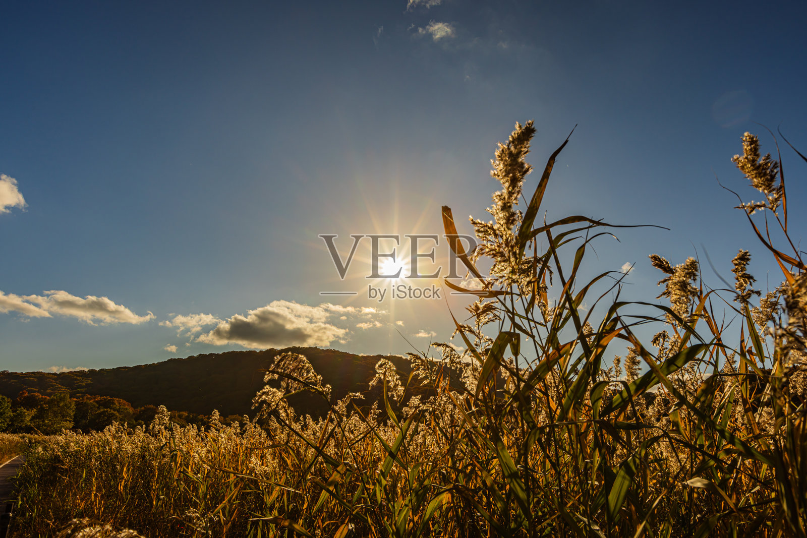 秋田县八幡台市小沼的秋叶照片摄影图片