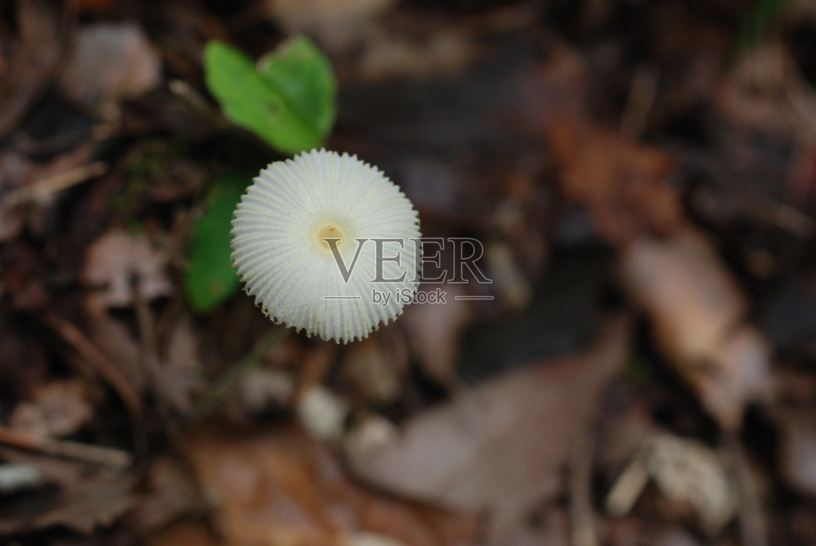 一种生长于盛夏时森林地面上的蘑菇,属花田仙(绿田仙照片摄影图片