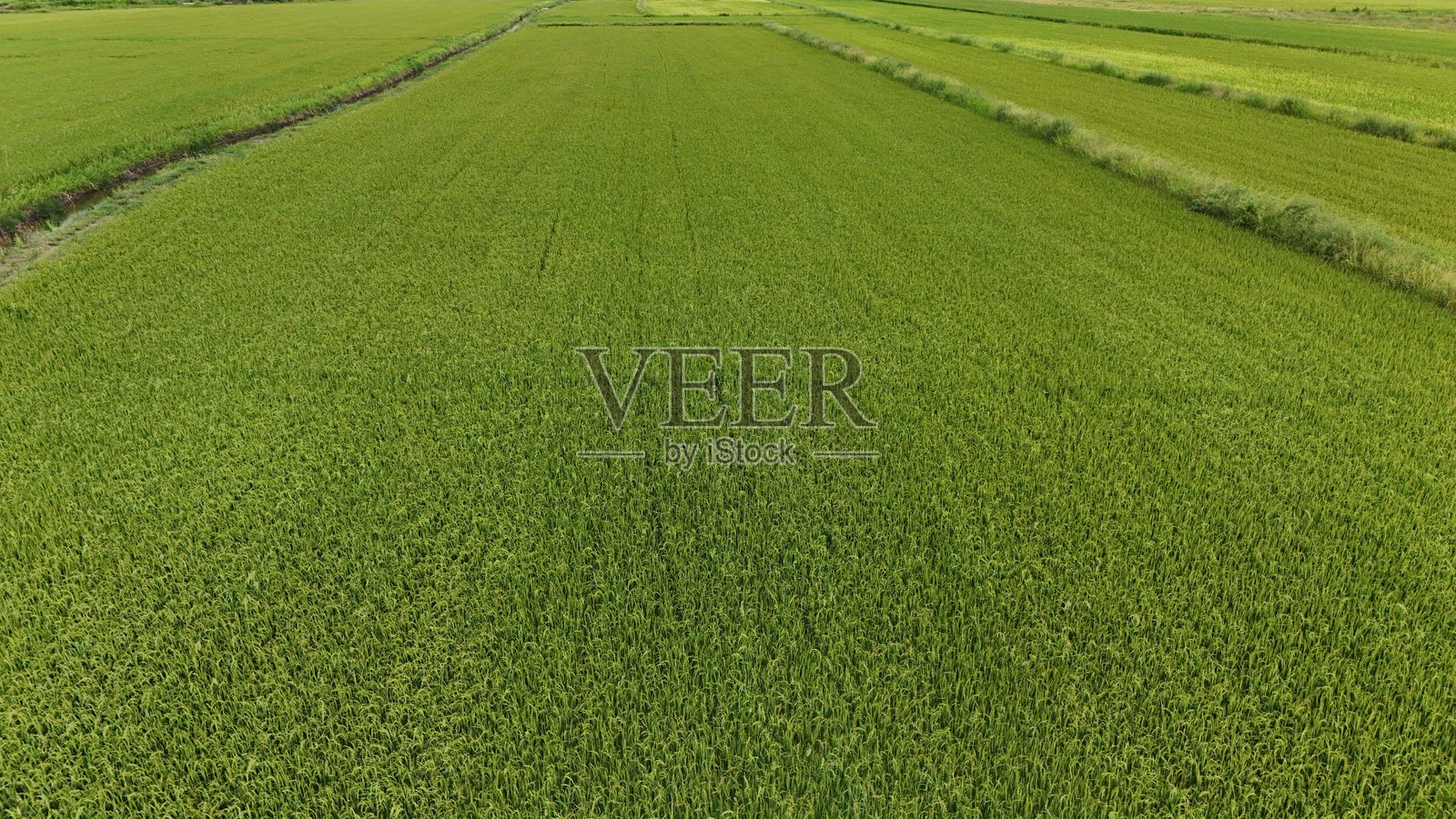 绿色稻田鸟瞰泰国乡村照片摄影图片