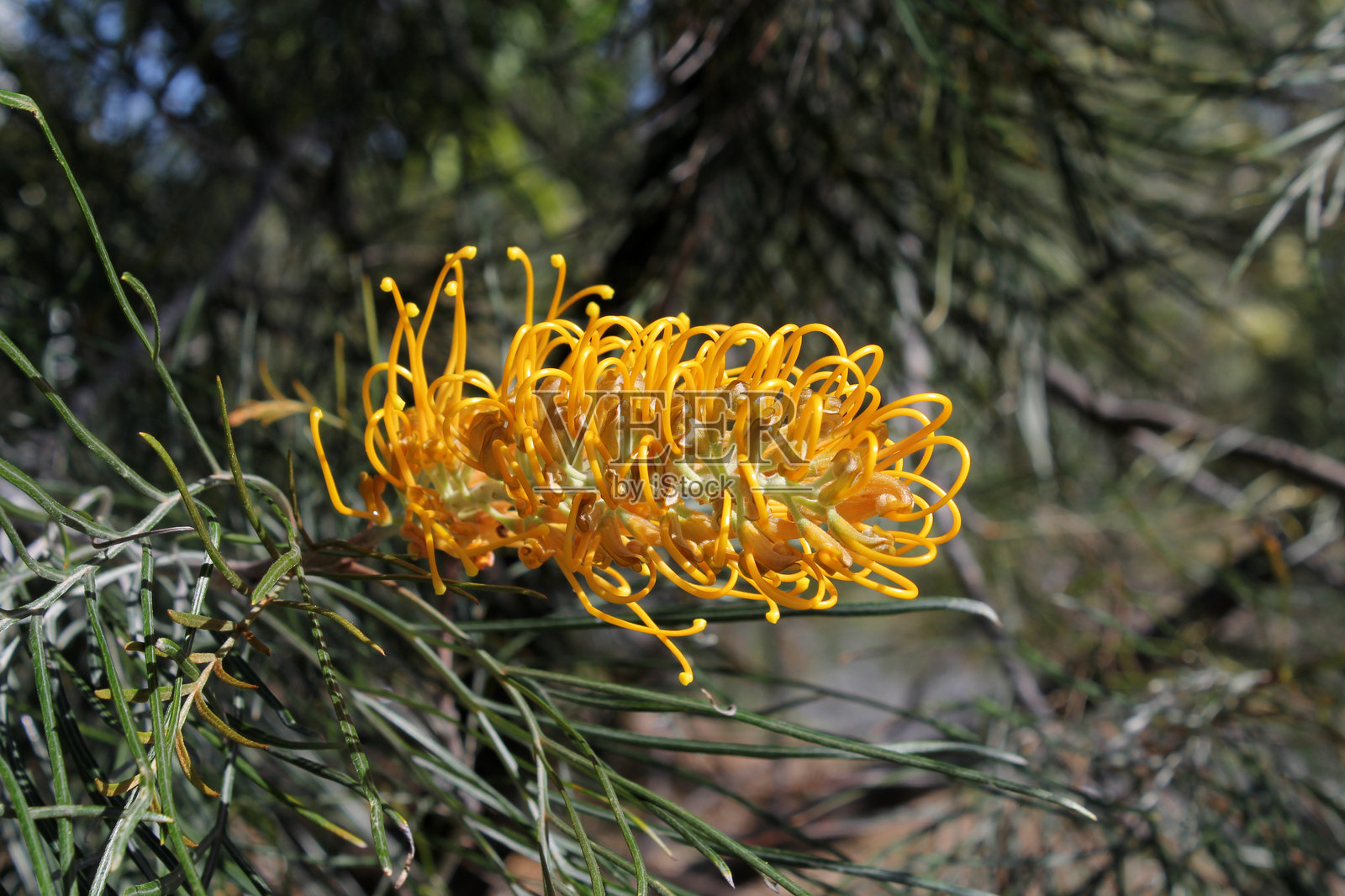 澳大利亚本土花园植物上的黄橙花照片摄影图片