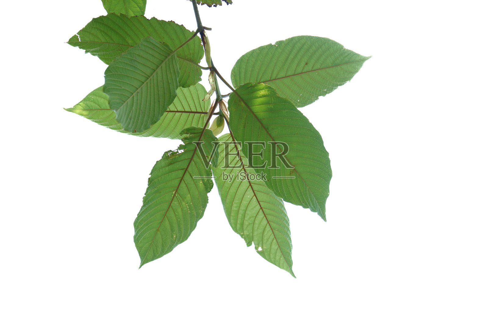 在白色孤立的背景上有分支的克拉通叶与复制空间照片摄影图片