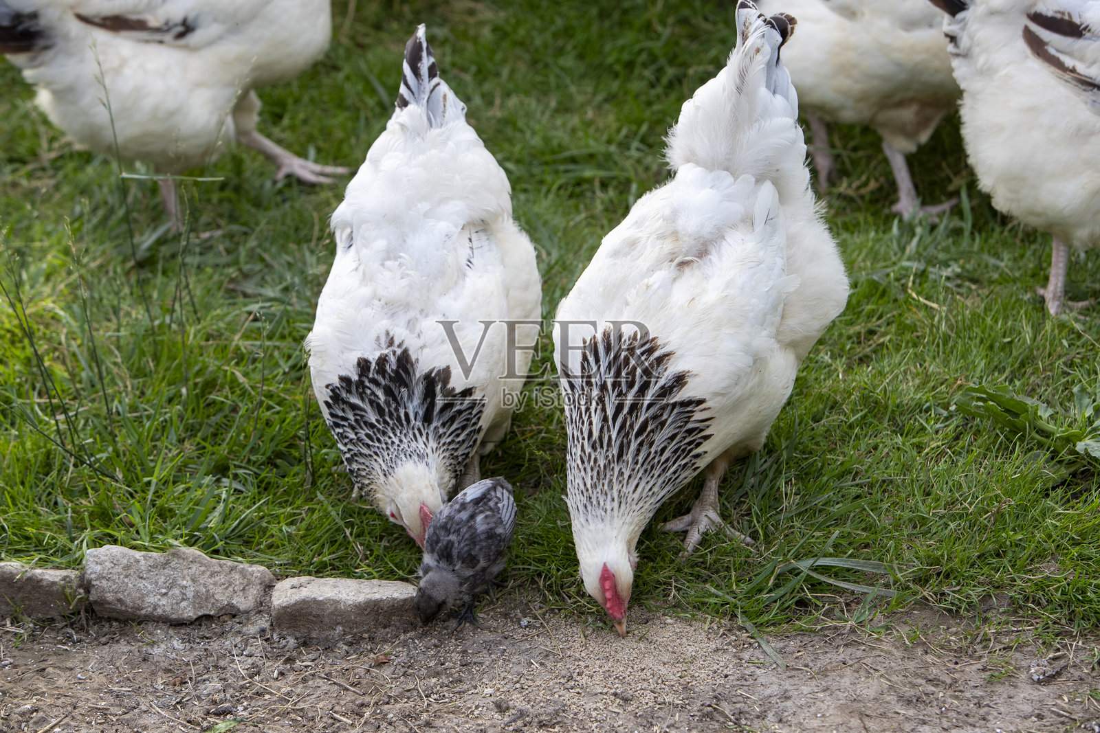 一群自由放养的苏塞克斯鸡在谷仓院子里与小鸡一起啄食种子。照片摄影图片