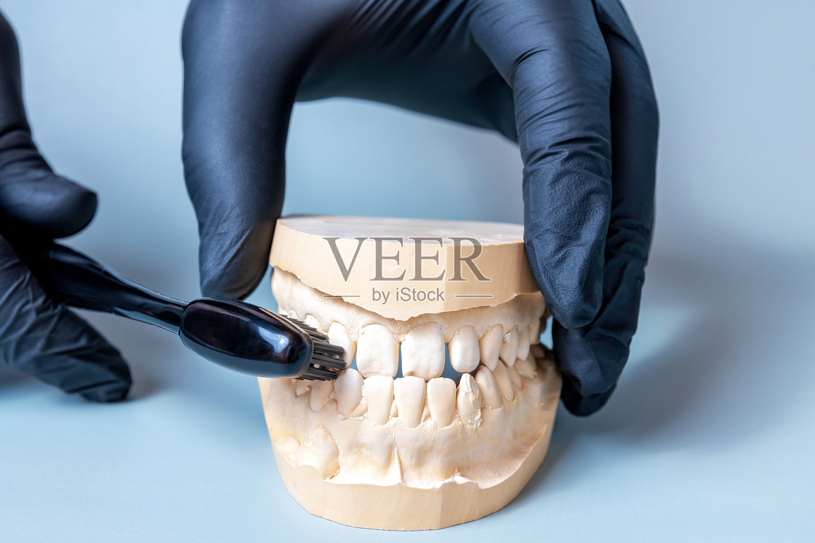 一只戴着手套的手拿着牙刷,擦洗着一个粘土牙齿模型照片摄影图片