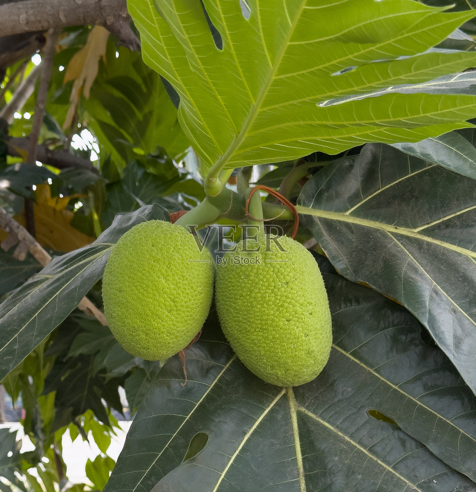 新鲜的面包果在树上照片摄影图片