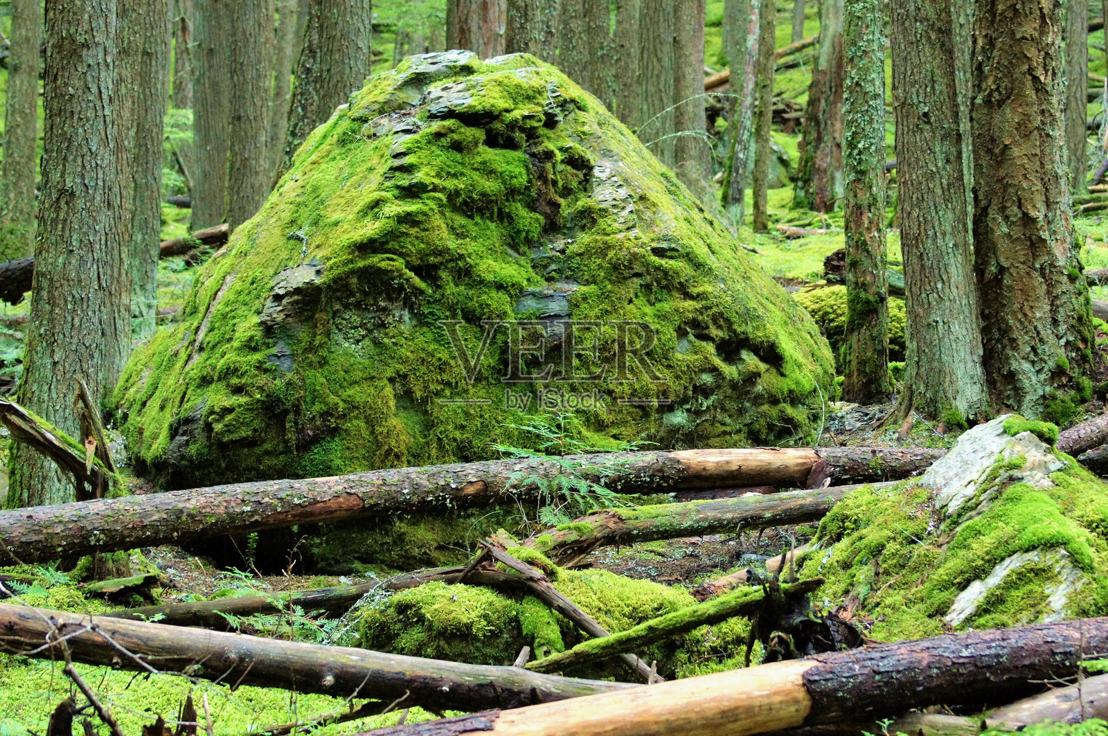 森林中树干上生长的苔藓特写照片摄影图片