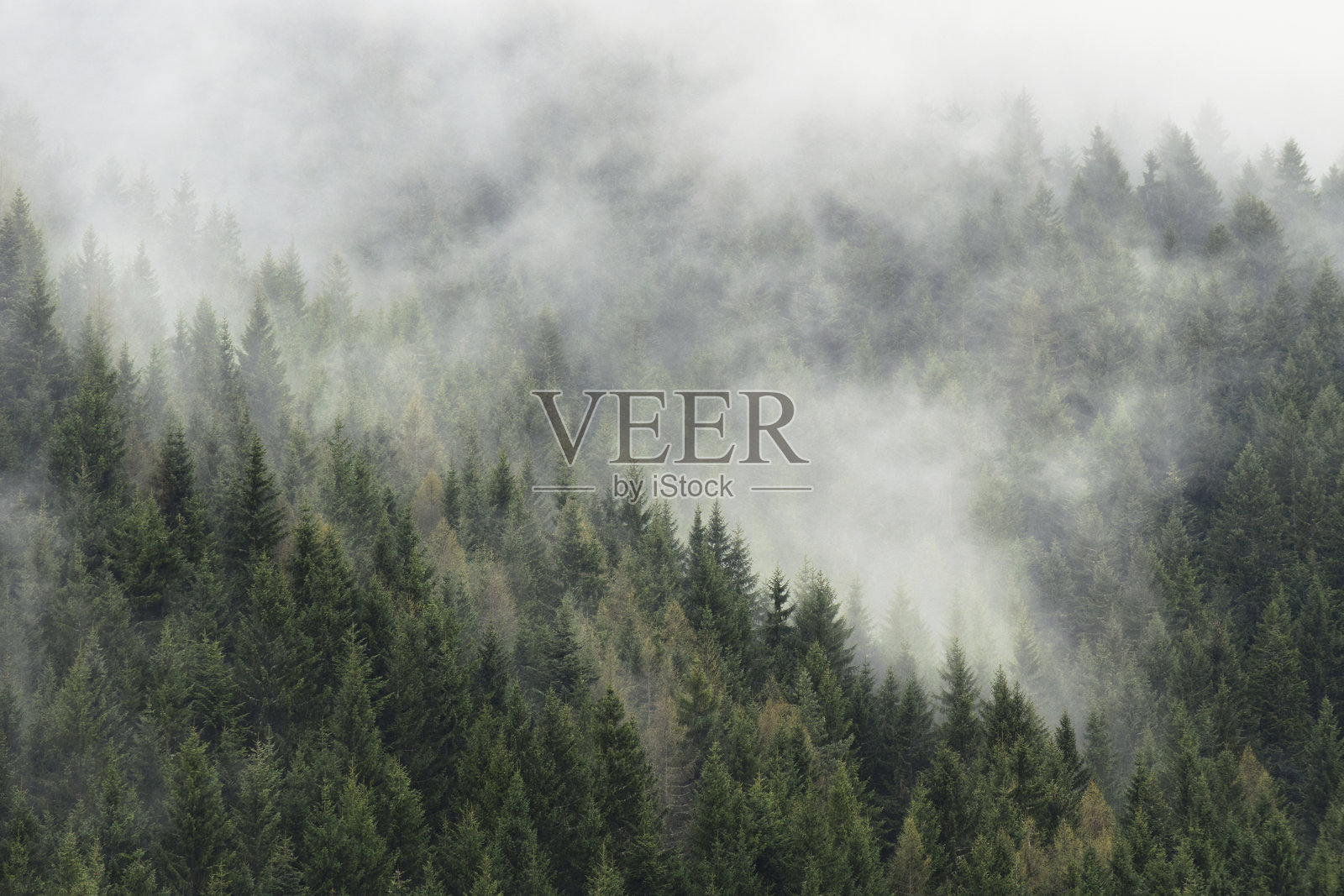 松树的高角度视图照片摄影图片