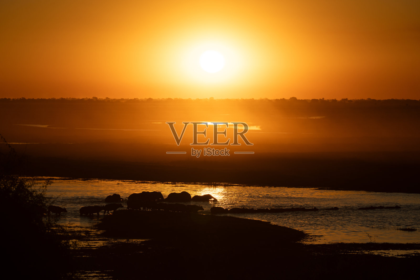 日落时分,一群南非水牛穿过河流照片摄影图片