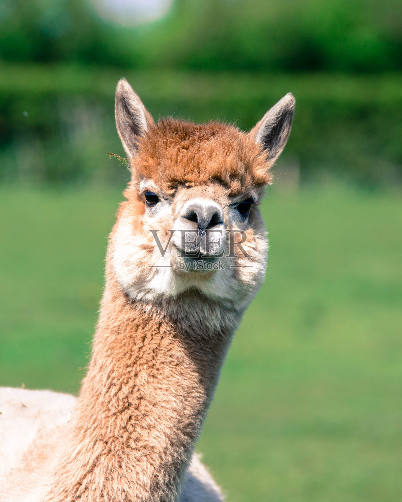 羊驼的特写肖像照片摄影图片