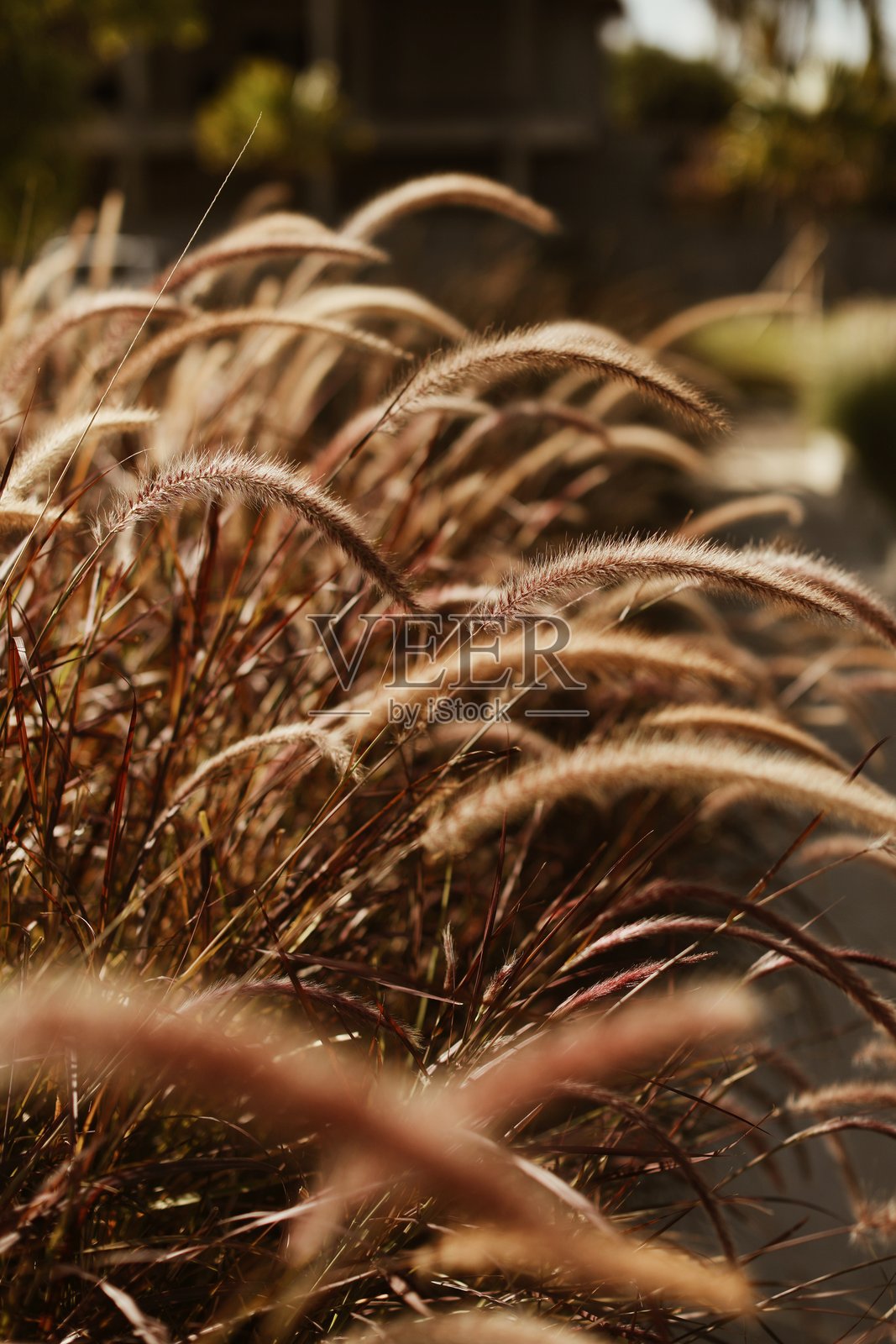 田间干植物特写照片摄影图片