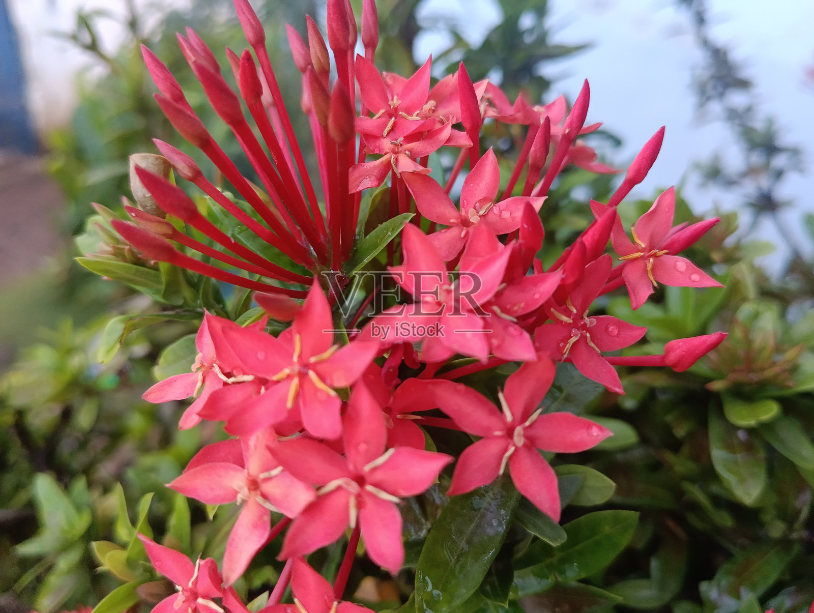 国内公园里的小红花。照片摄影图片