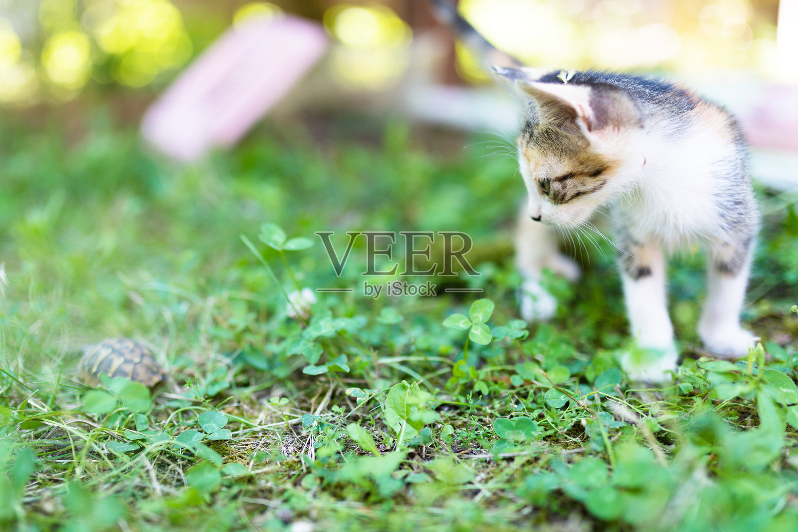 乌龟从小猫那里逃出来。照片摄影图片