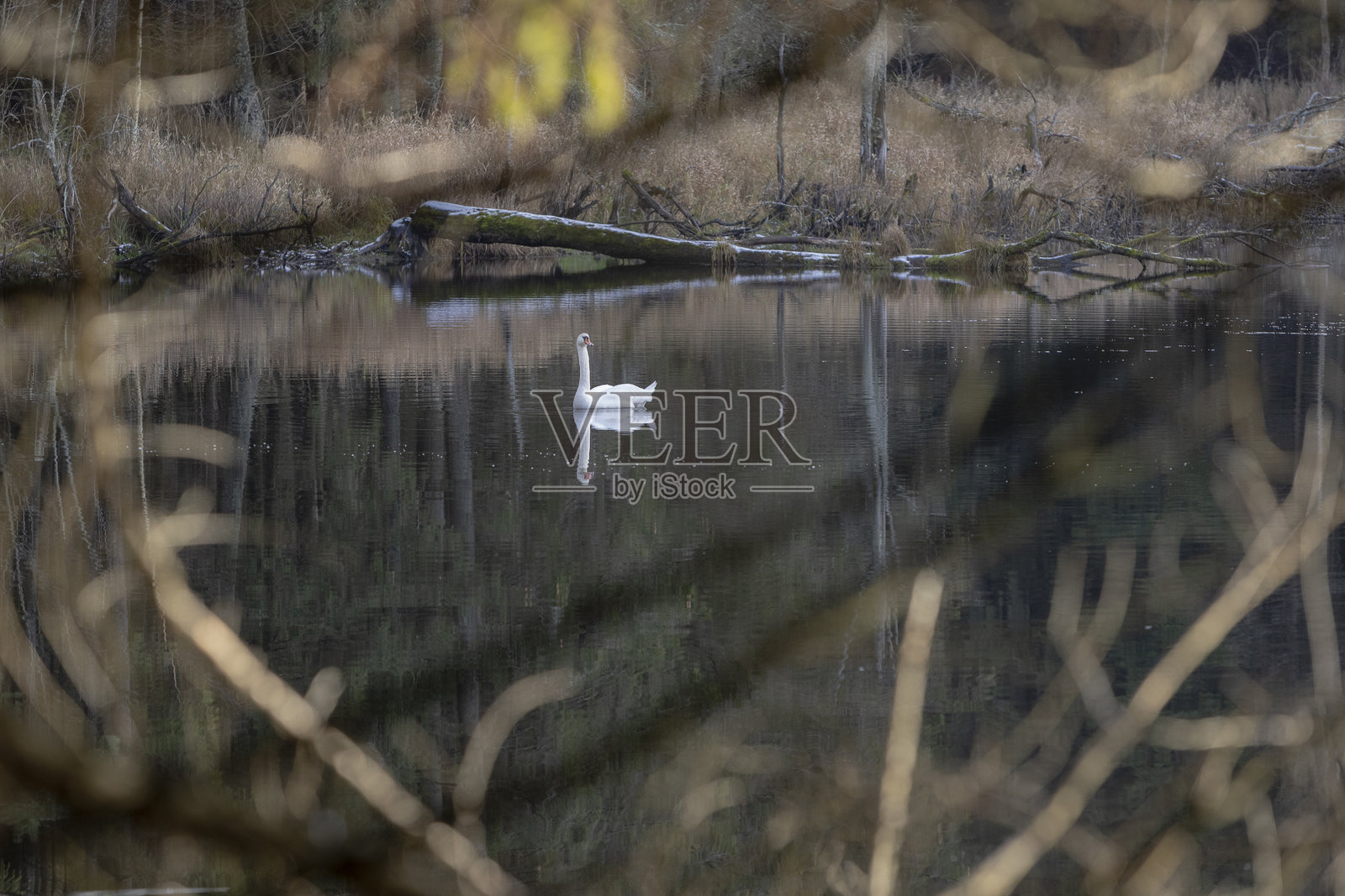 秋天平静的天气里,森林湖上沉默的天鹅。照片摄影图片