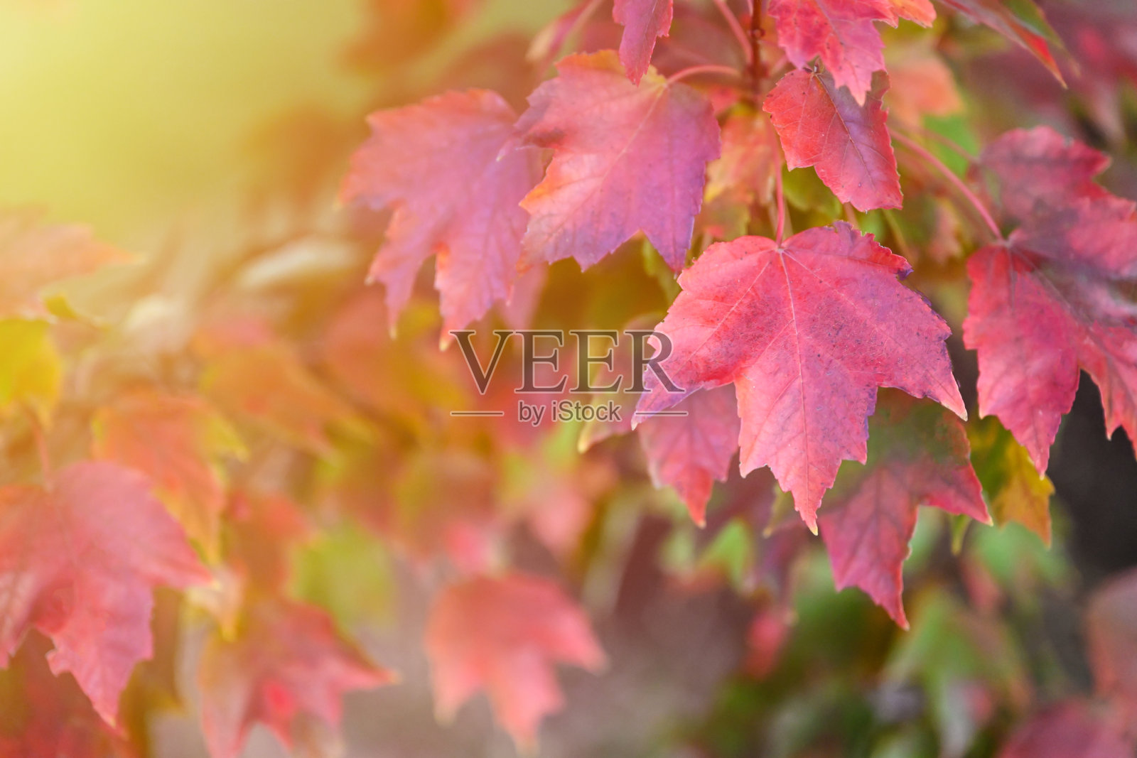 秋枫照片摄影图片