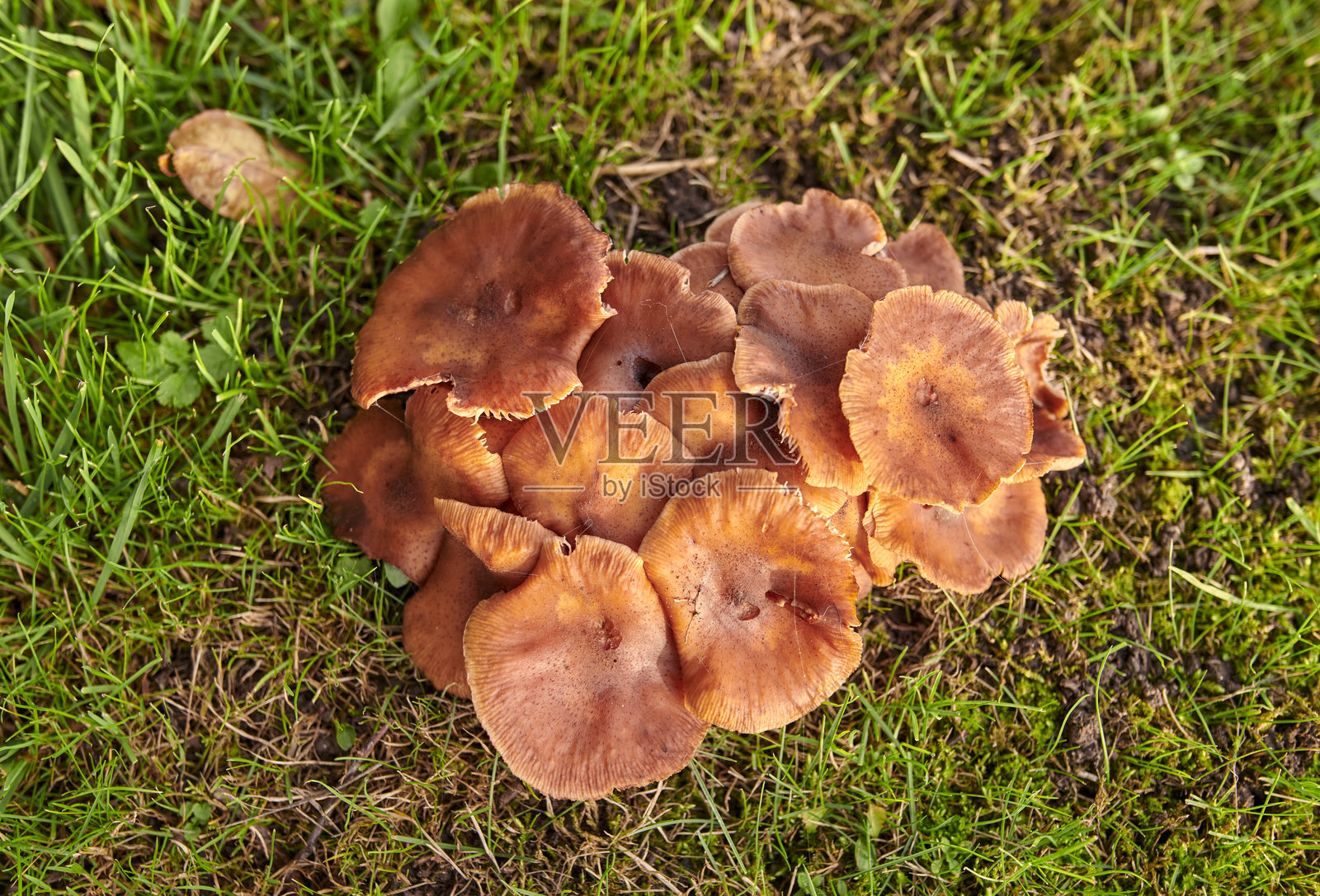 膜胃菌科是木耳目真菌的一个科,具有木耳形和假松露形的子实体。照片摄影图片