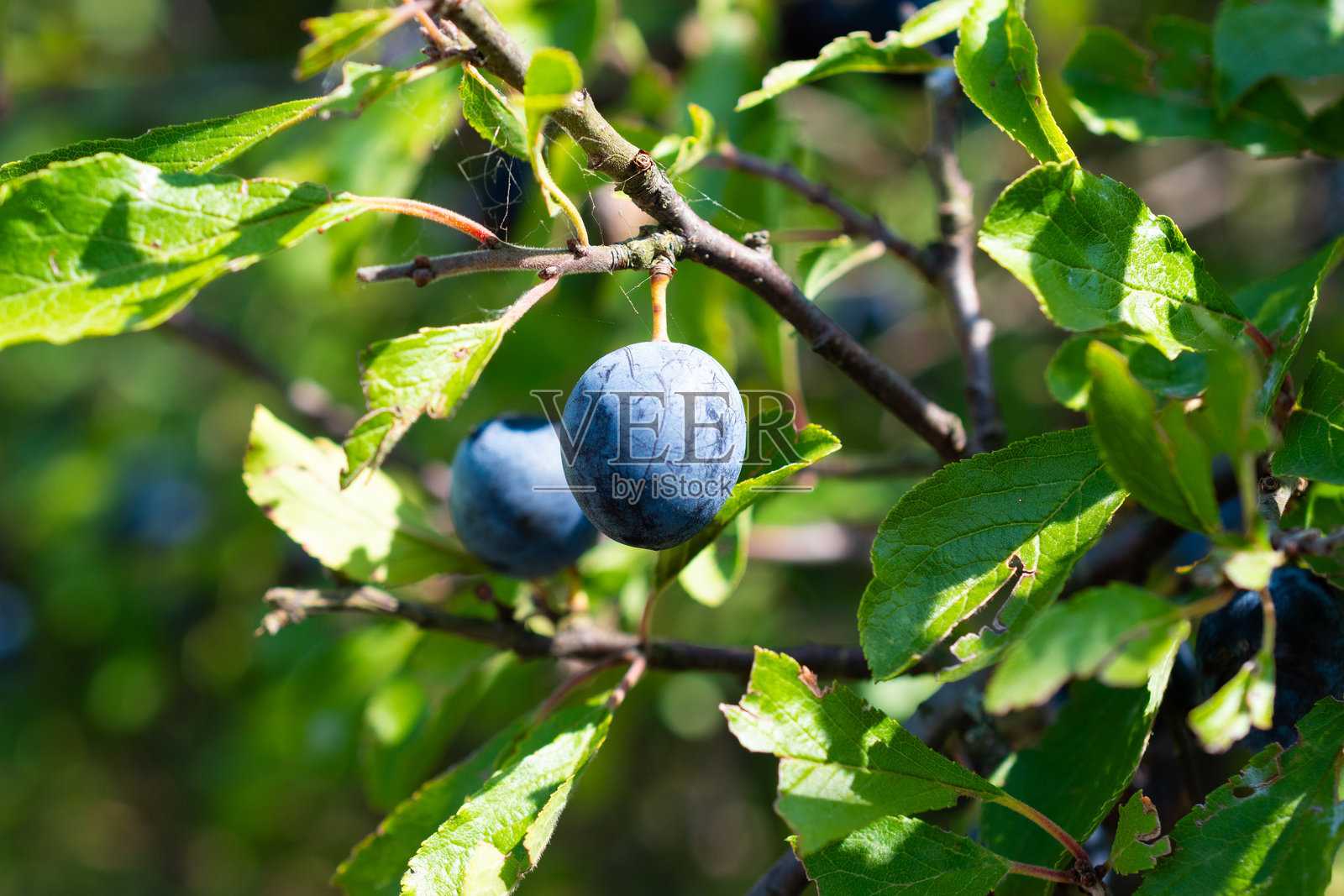 树上的李子照片摄影图片