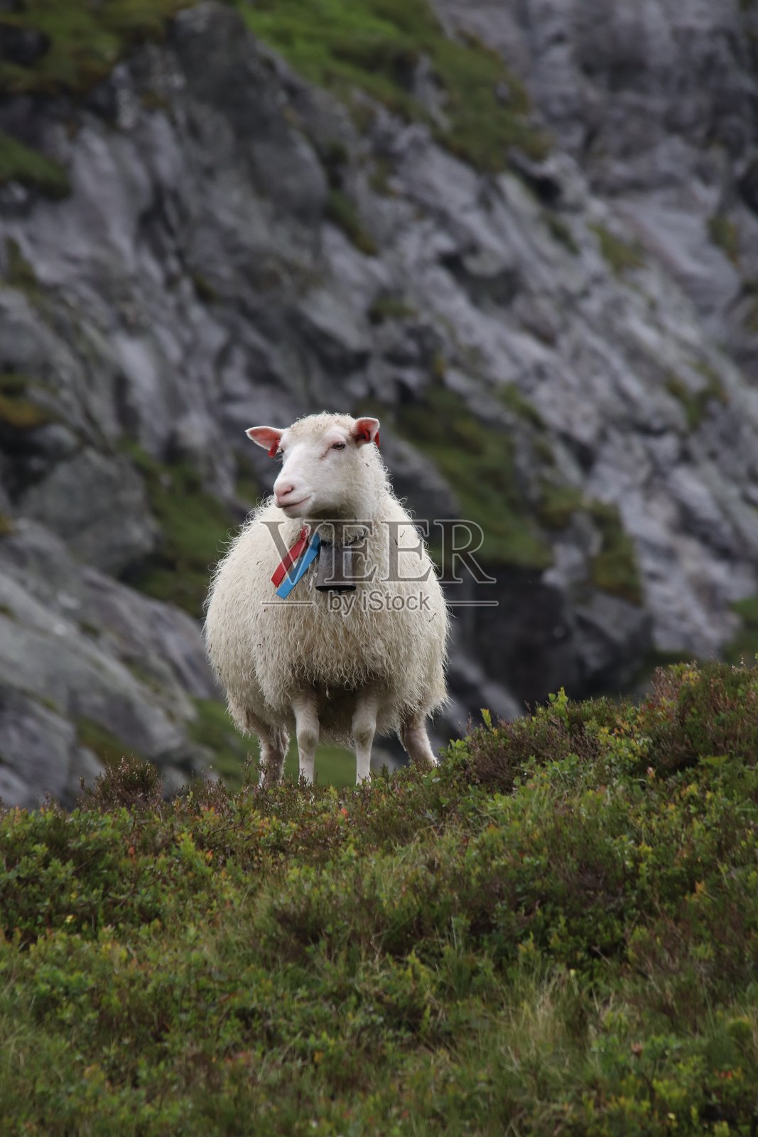 家羊走在草地上照片摄影图片