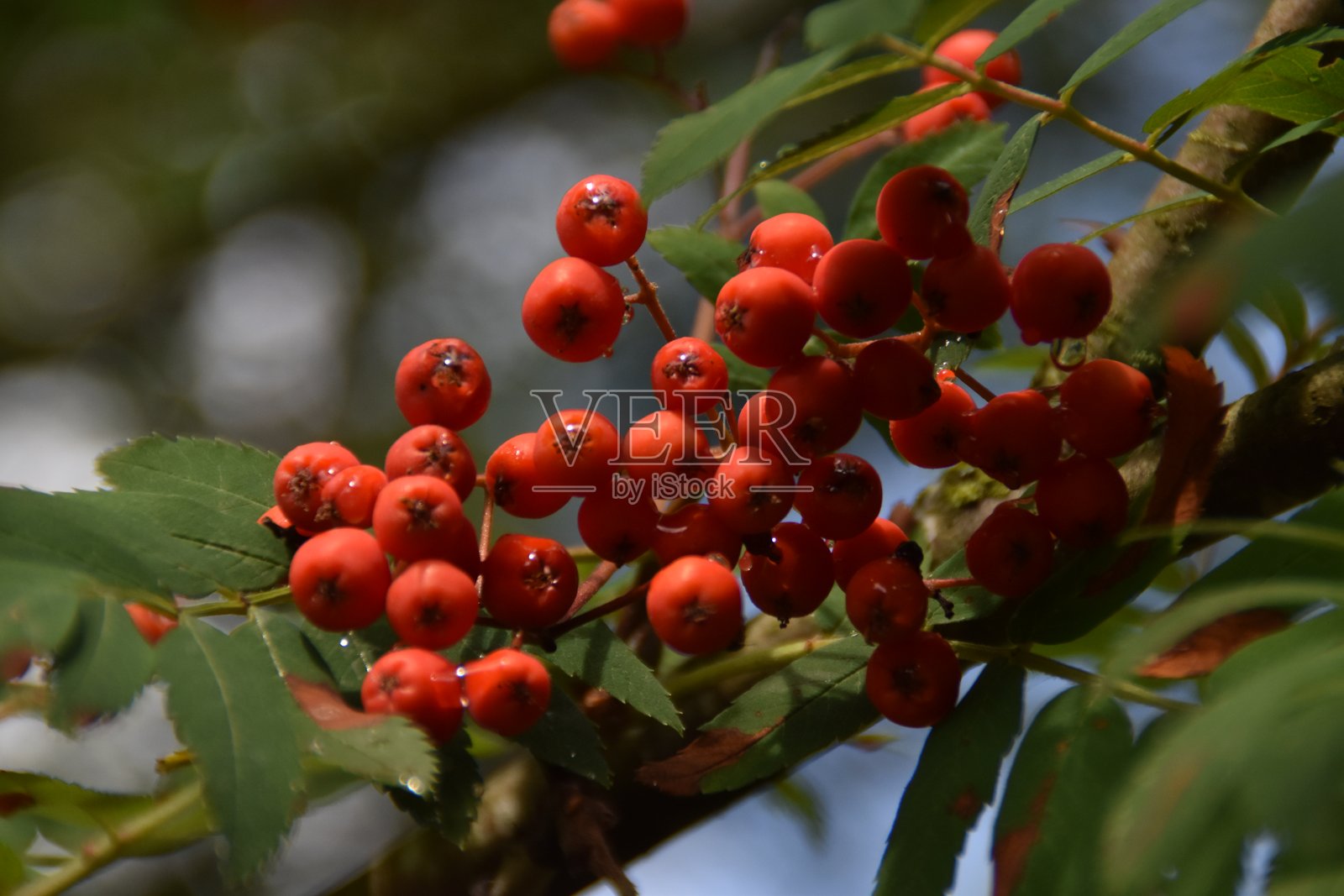 成熟的罗文浆果照片摄影图片