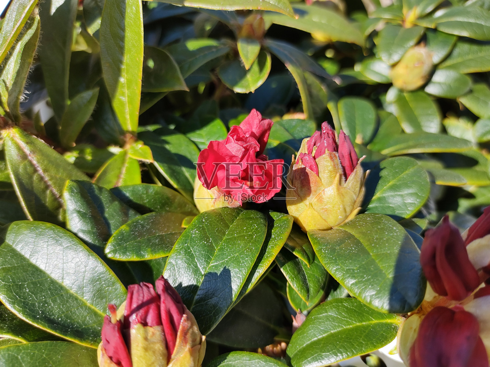 杜鹃“孟加拉”照片摄影图片