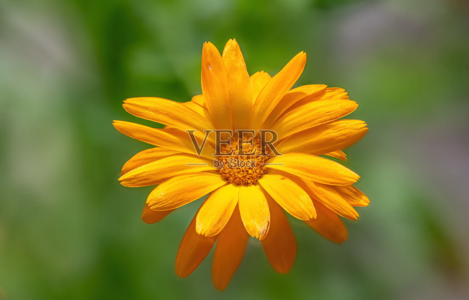 花园里的金盏花。照片摄影图片