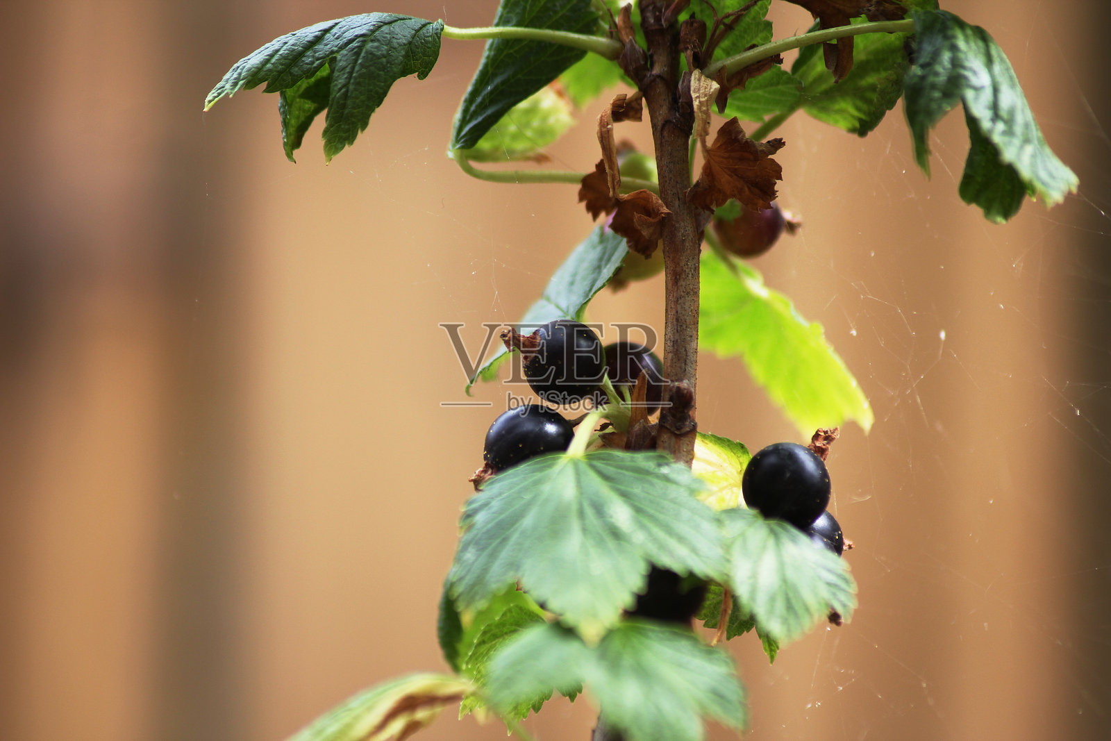 黑醋栗丛照片摄影图片