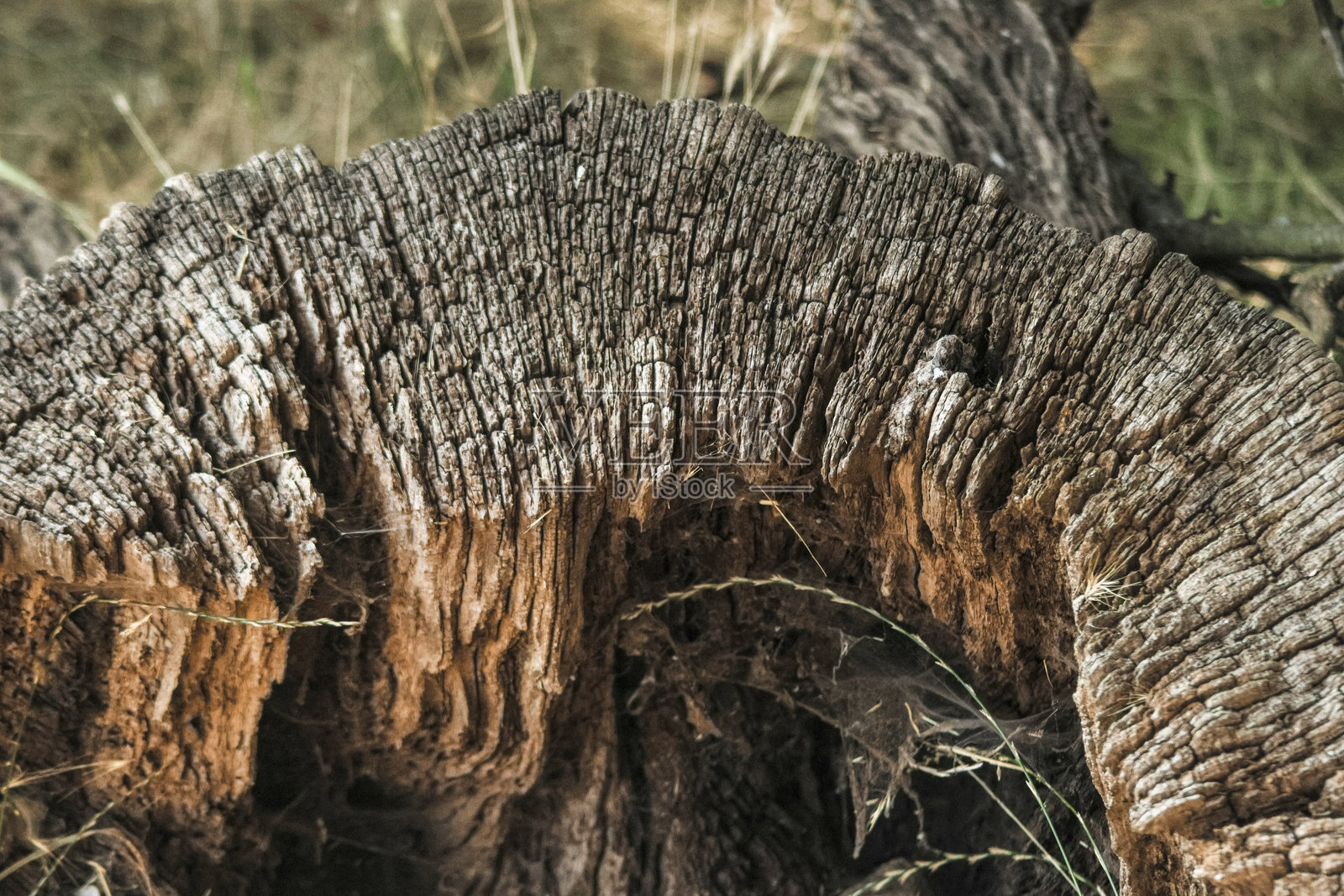空心树桩照片摄影图片