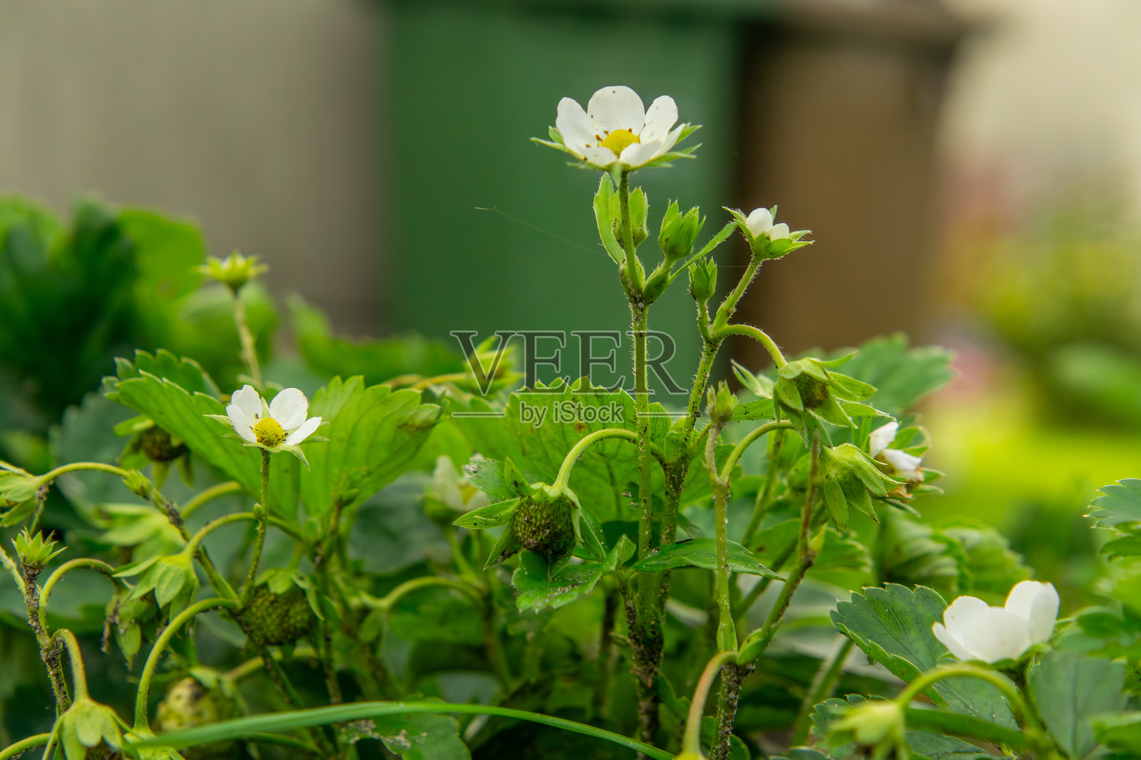 盛开着草莓花的草莓丛。夏天的水果丛,自己花园里的新鲜水果。照片摄影图片