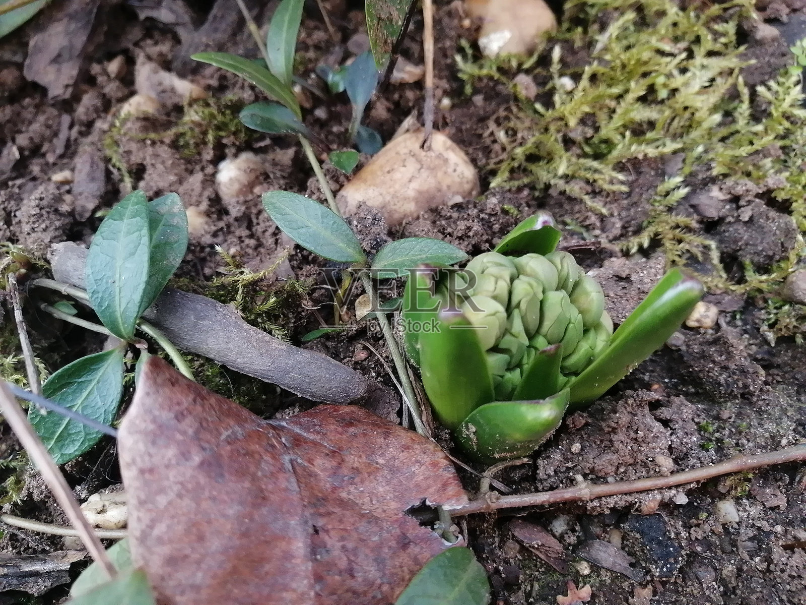花园里未盛开的紫风信子花蕾。照片摄影图片