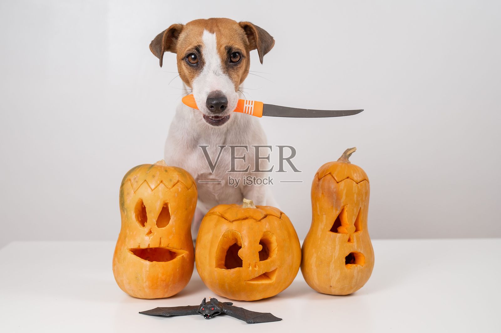 杰克罗素梗狗拿着一把刀,旁边是三个白色背景的南瓜灯。照片摄影图片
