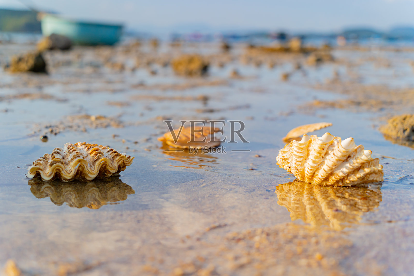 一个贝壳。照片摄影图片
