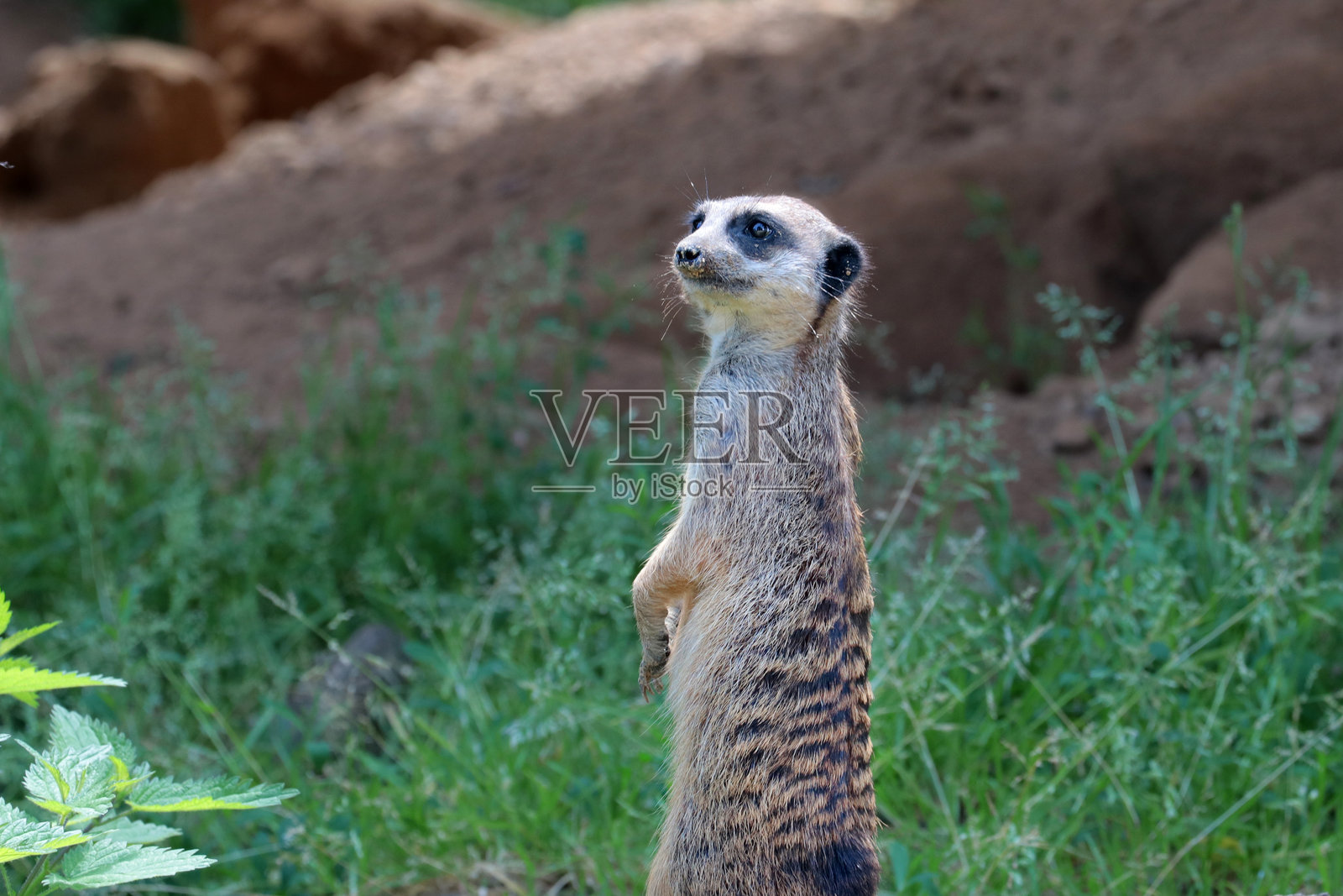 一只警惕的猫鼬守护着它的领地照片摄影图片