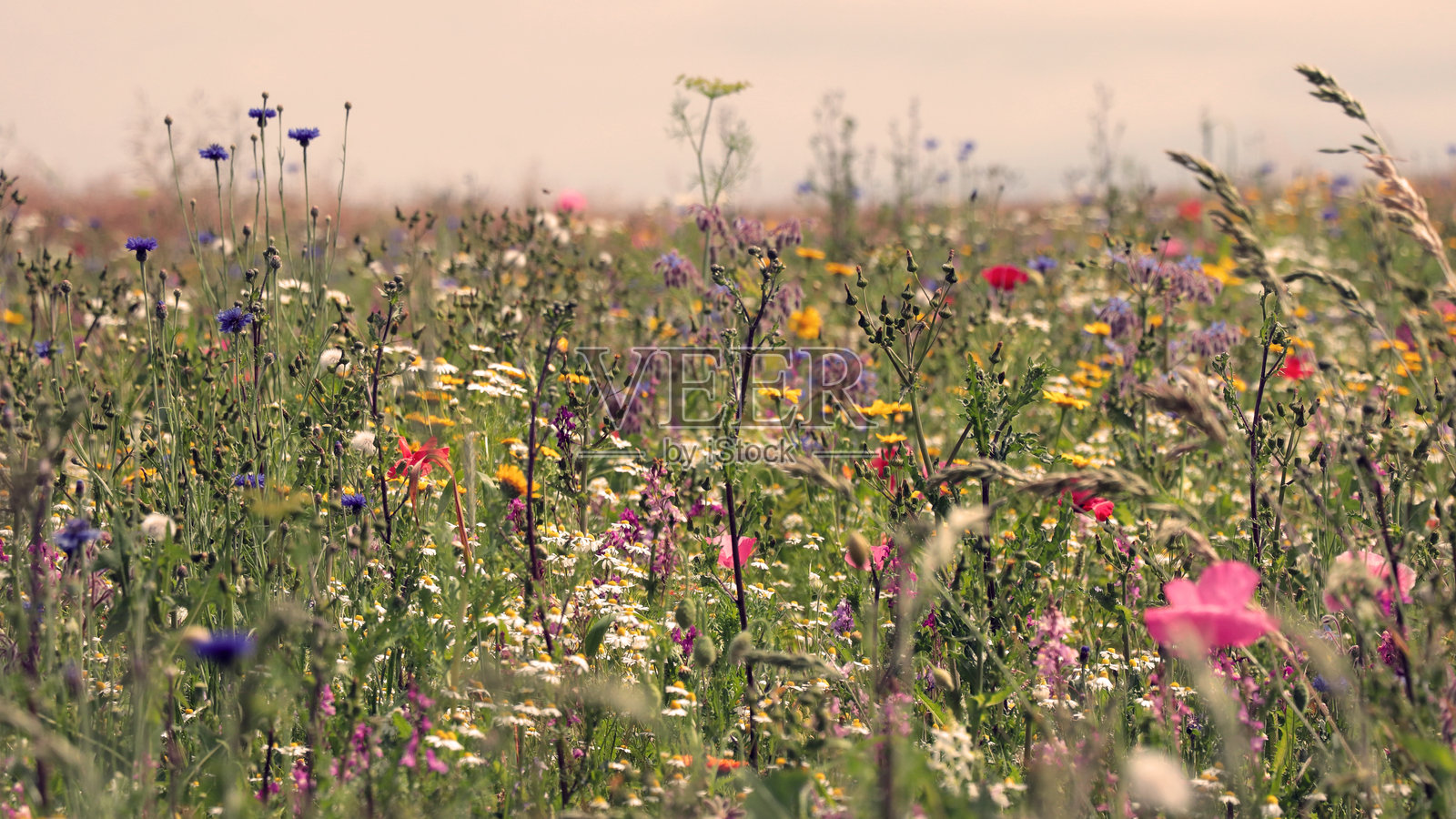 开满春花的草地。自然多彩的景观照片摄影图片