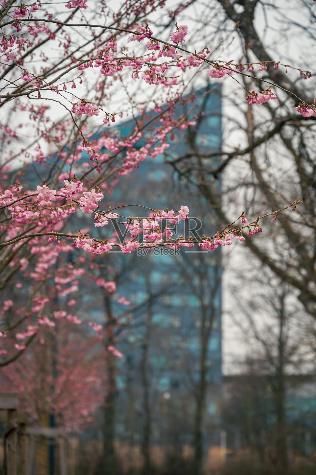 瑞典隆德的Stadsparken公园里,树上的粉红色樱花照片摄影图片