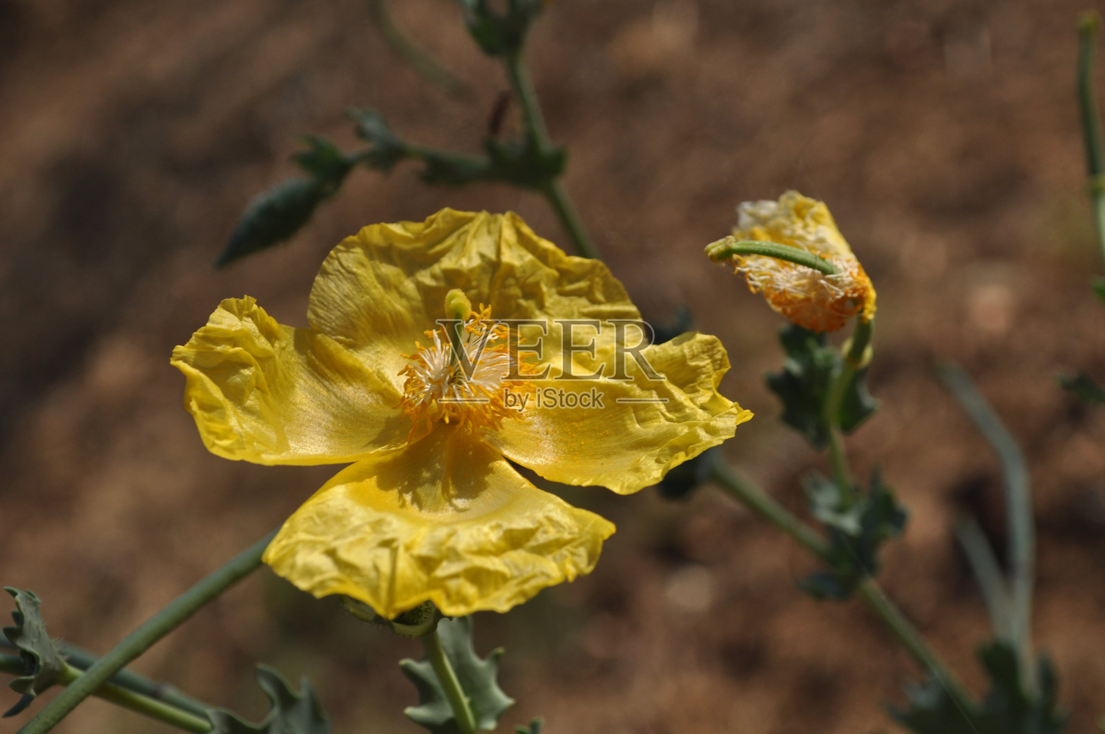 黄色的花照片摄影图片