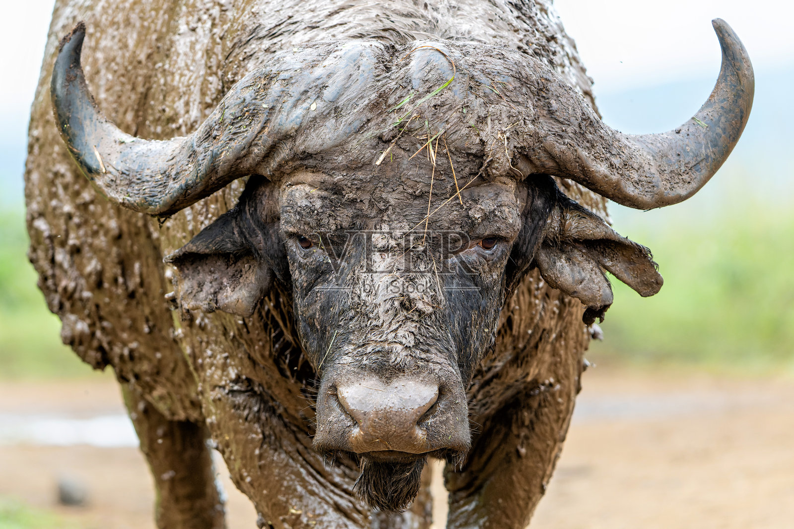 在Hluhluwe Imfolozi公园里,一头古老的非洲水牛的肖像照片摄影图片