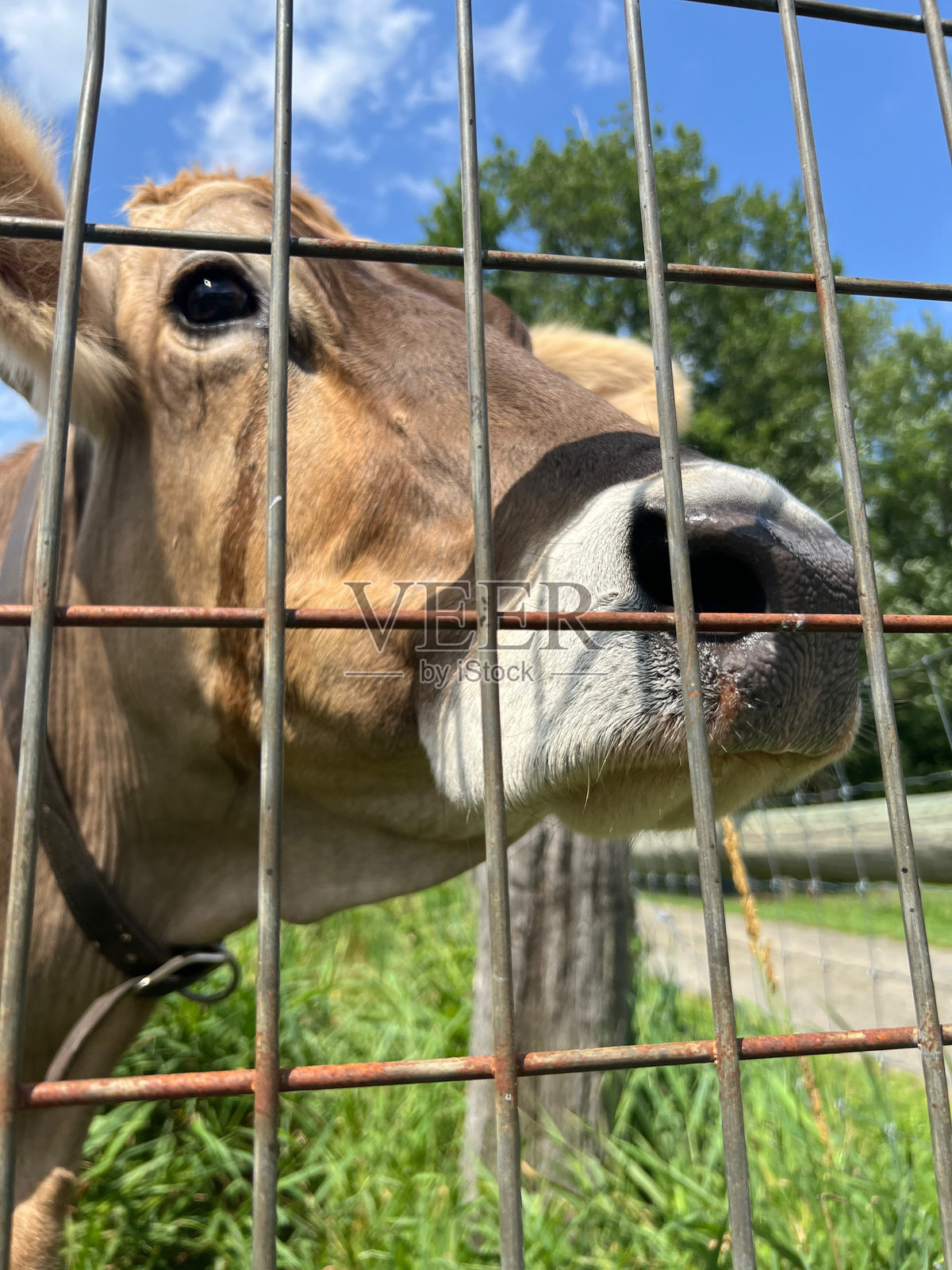 你好牛照片摄影图片