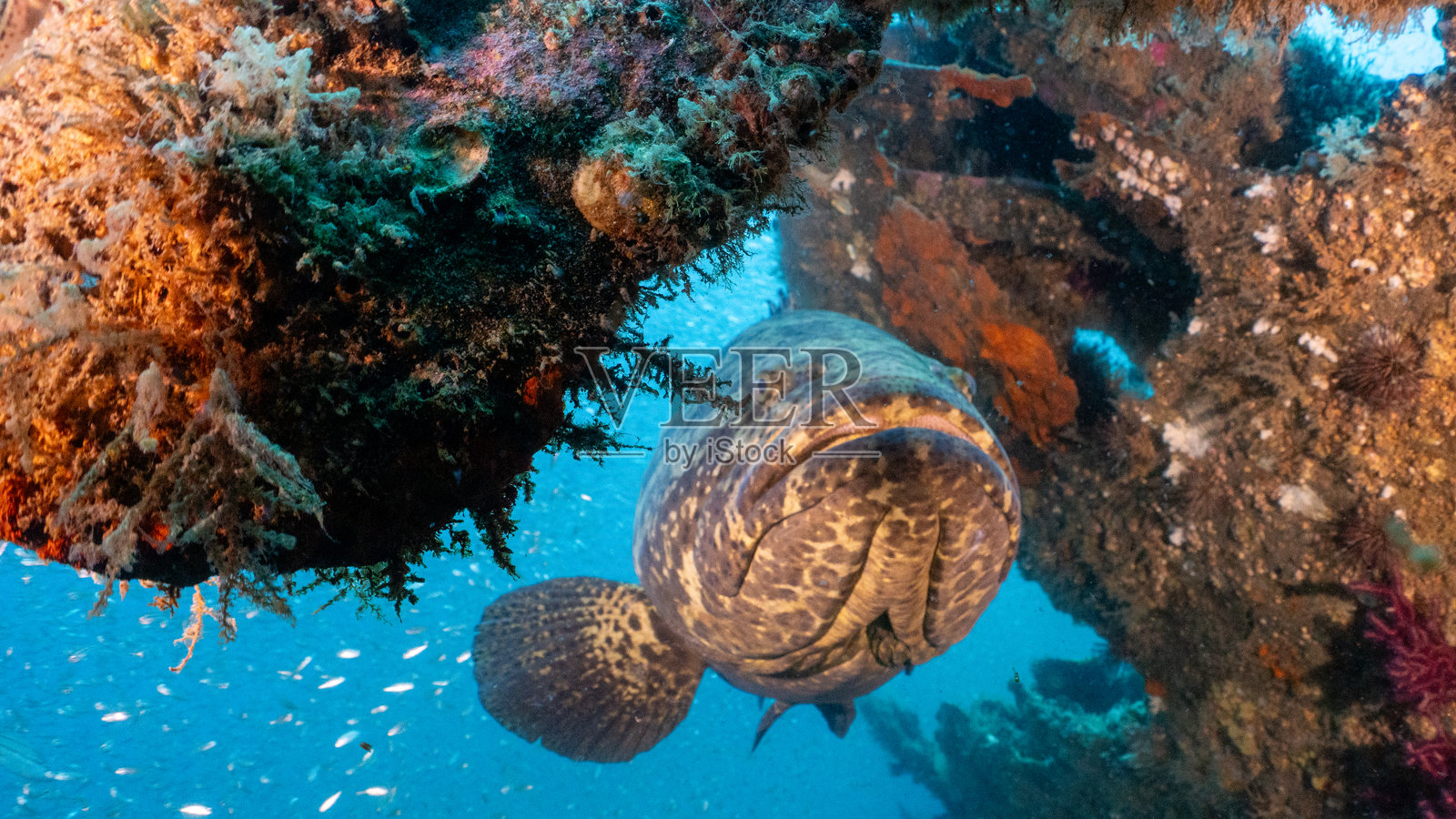 歌利亚石斑鱼照片摄影图片