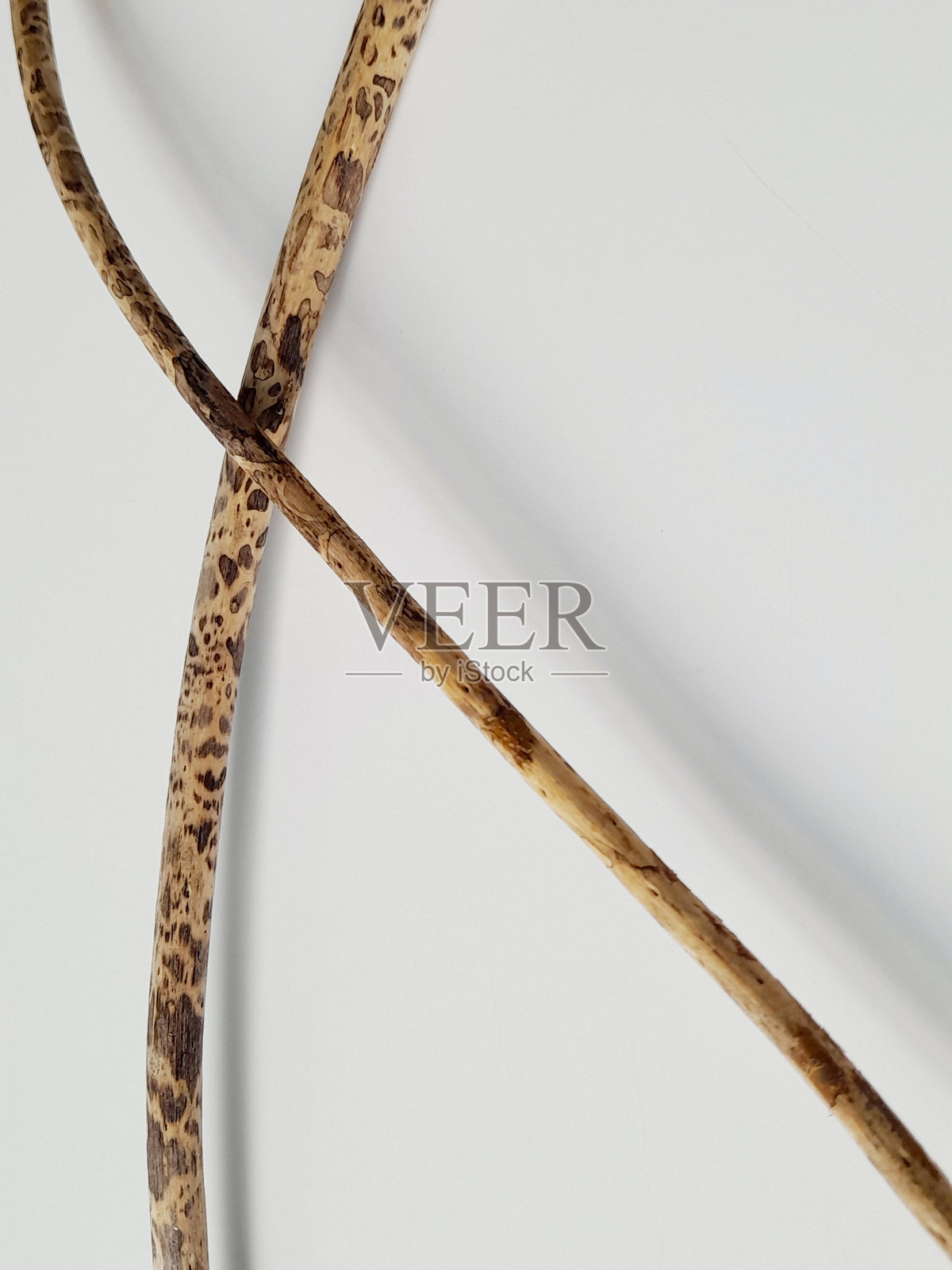 干分支。照片摄影图片