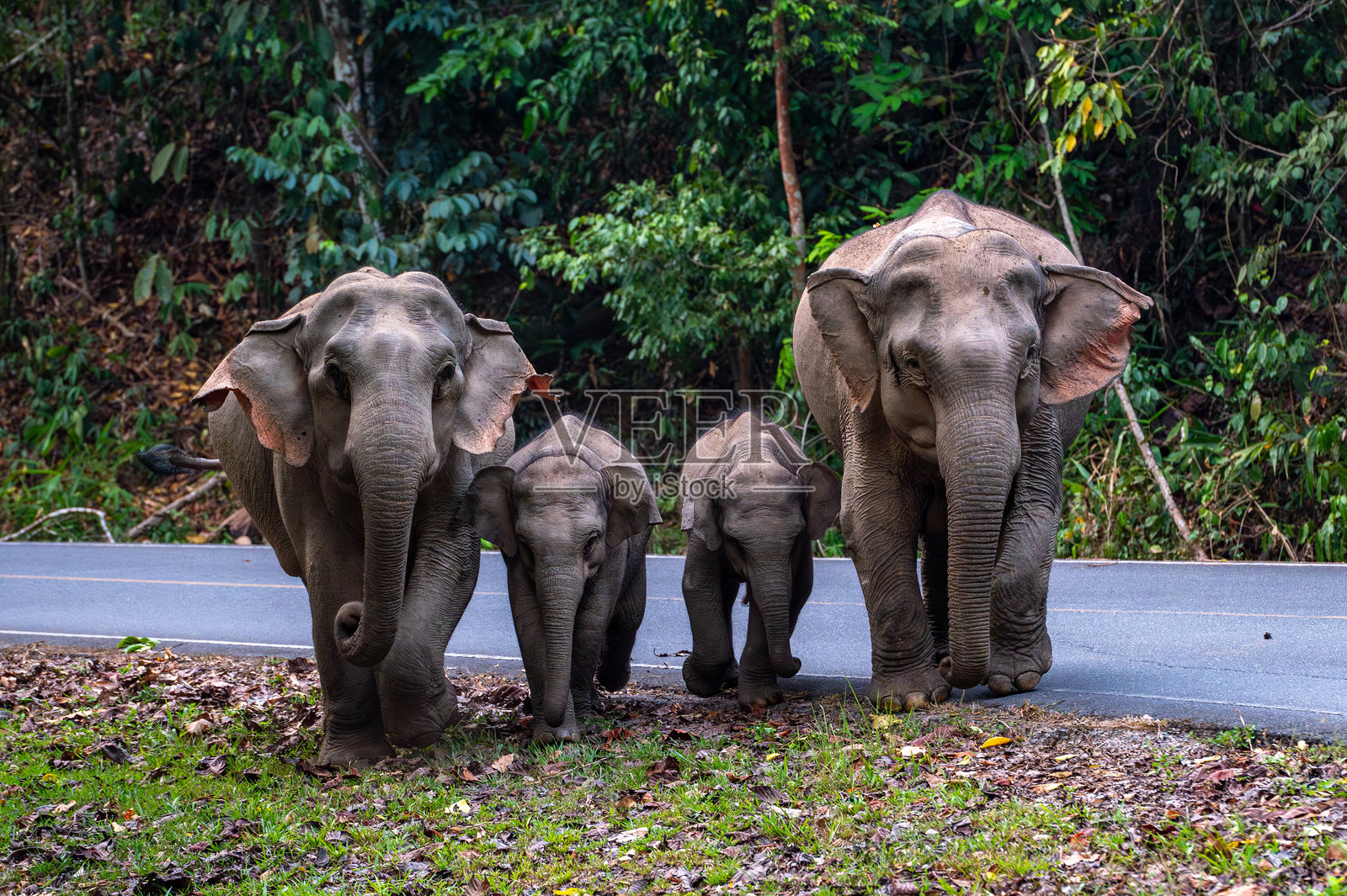 一群野象走在国家公园的路上。照片摄影图片