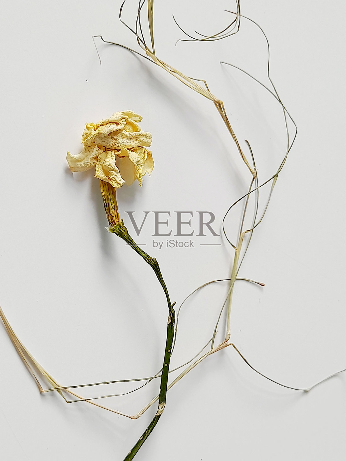 干燥的花。照片摄影图片