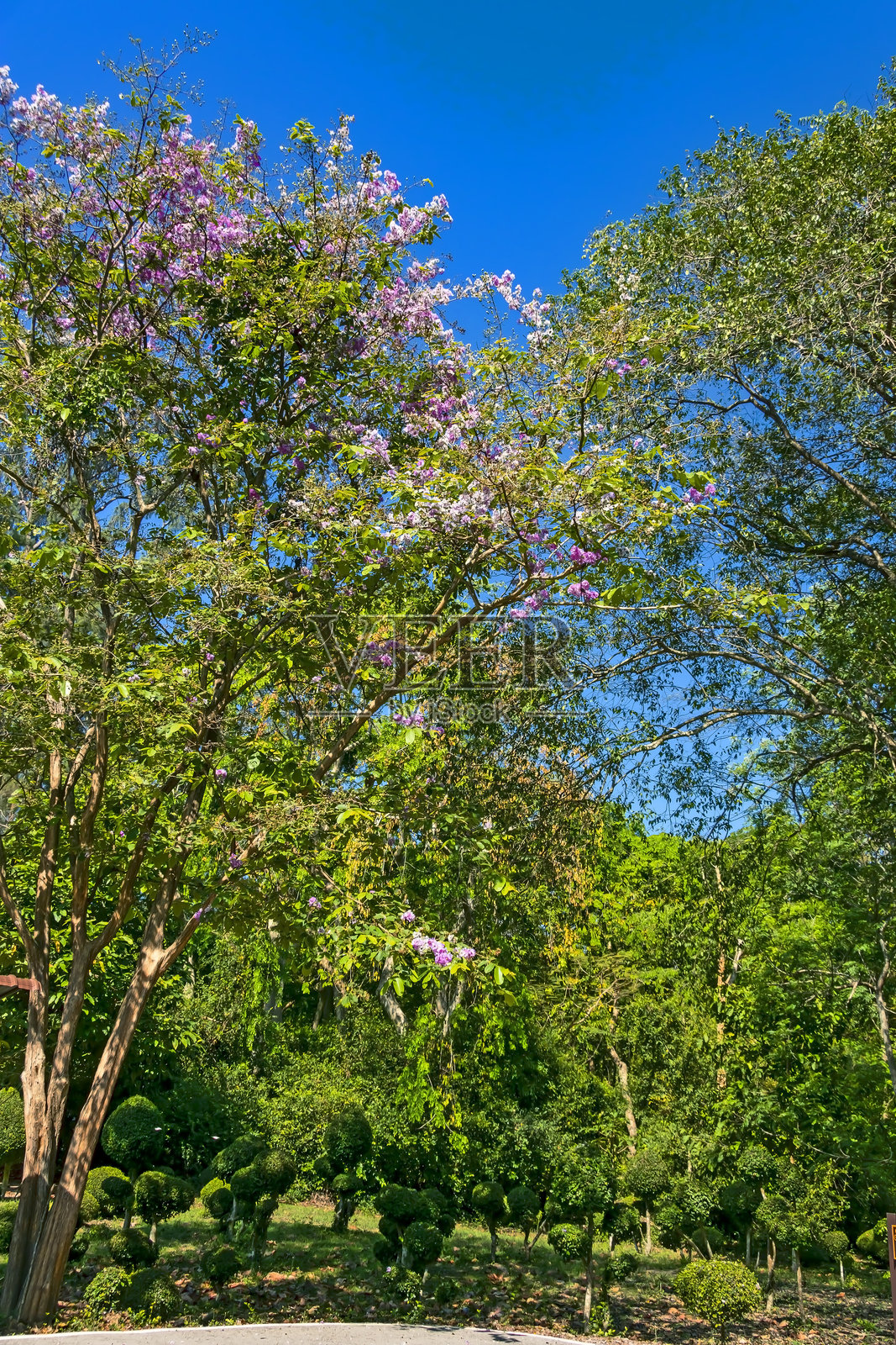 Bungor花盛开照片摄影图片