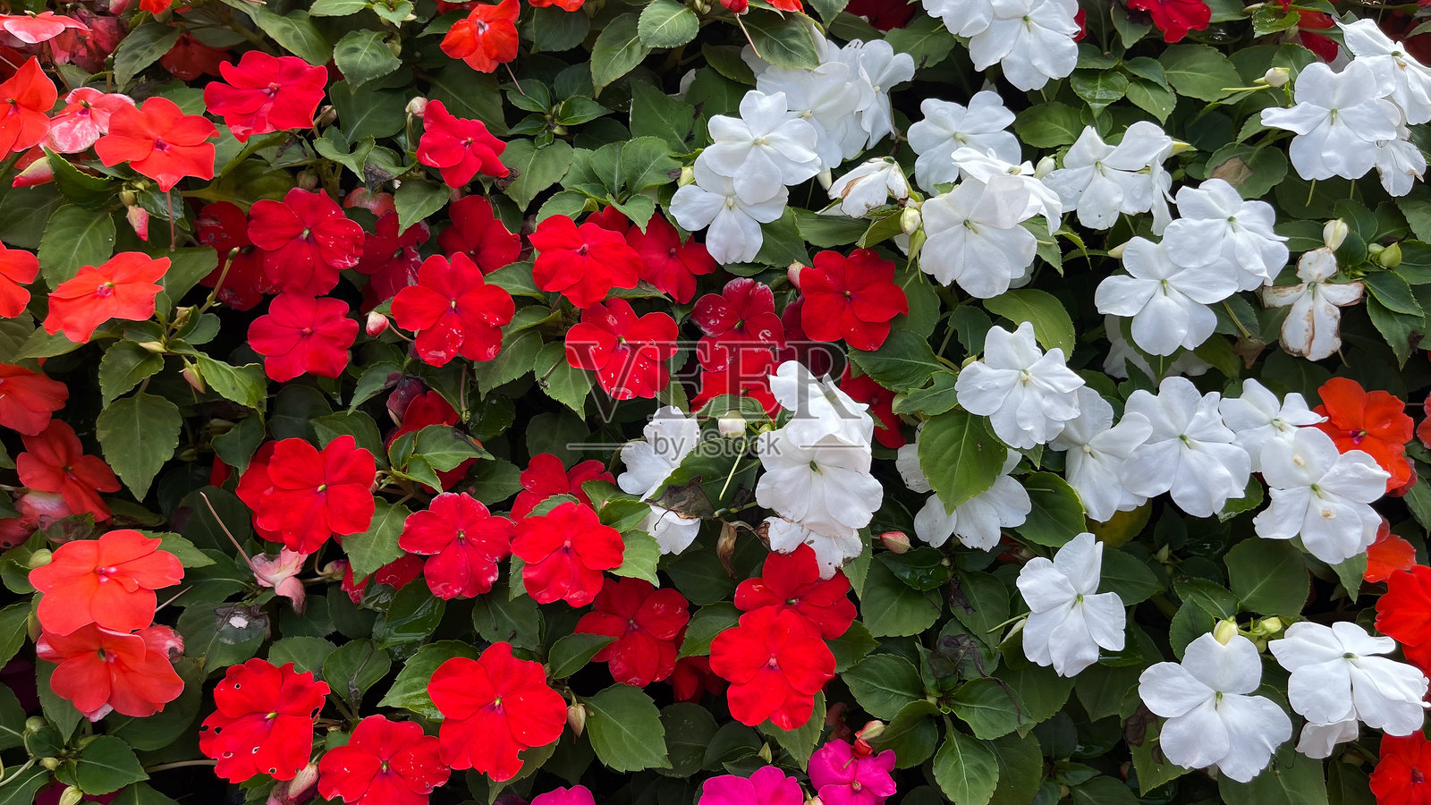 五颜六色的花,美丽照片摄影图片