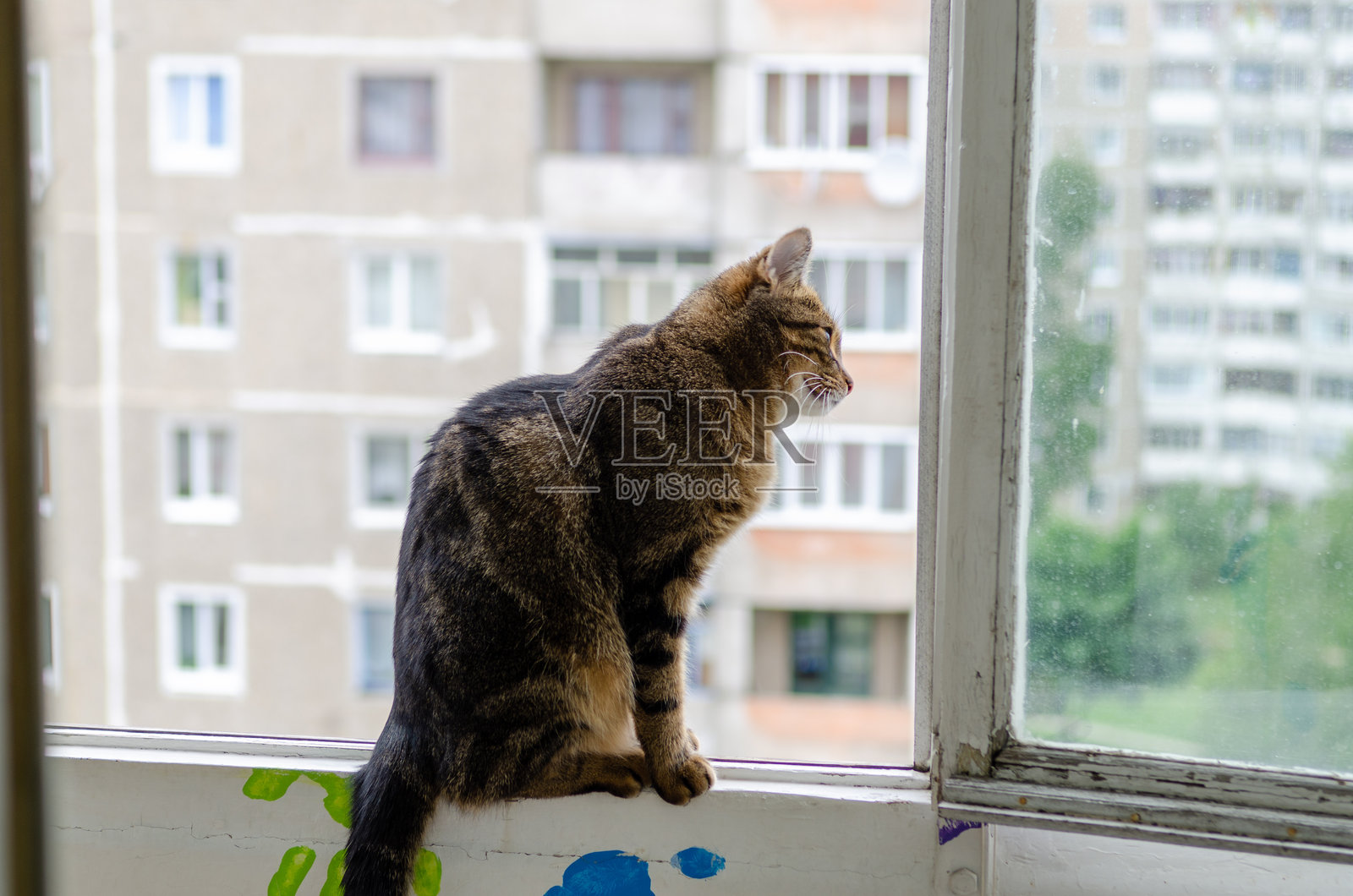 一只虎斑猫坐在窗台上,透过玻璃望着窗外模糊的城市风景。照片摄影图片