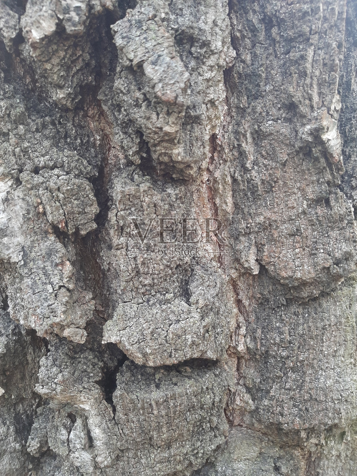 树皮照片摄影图片