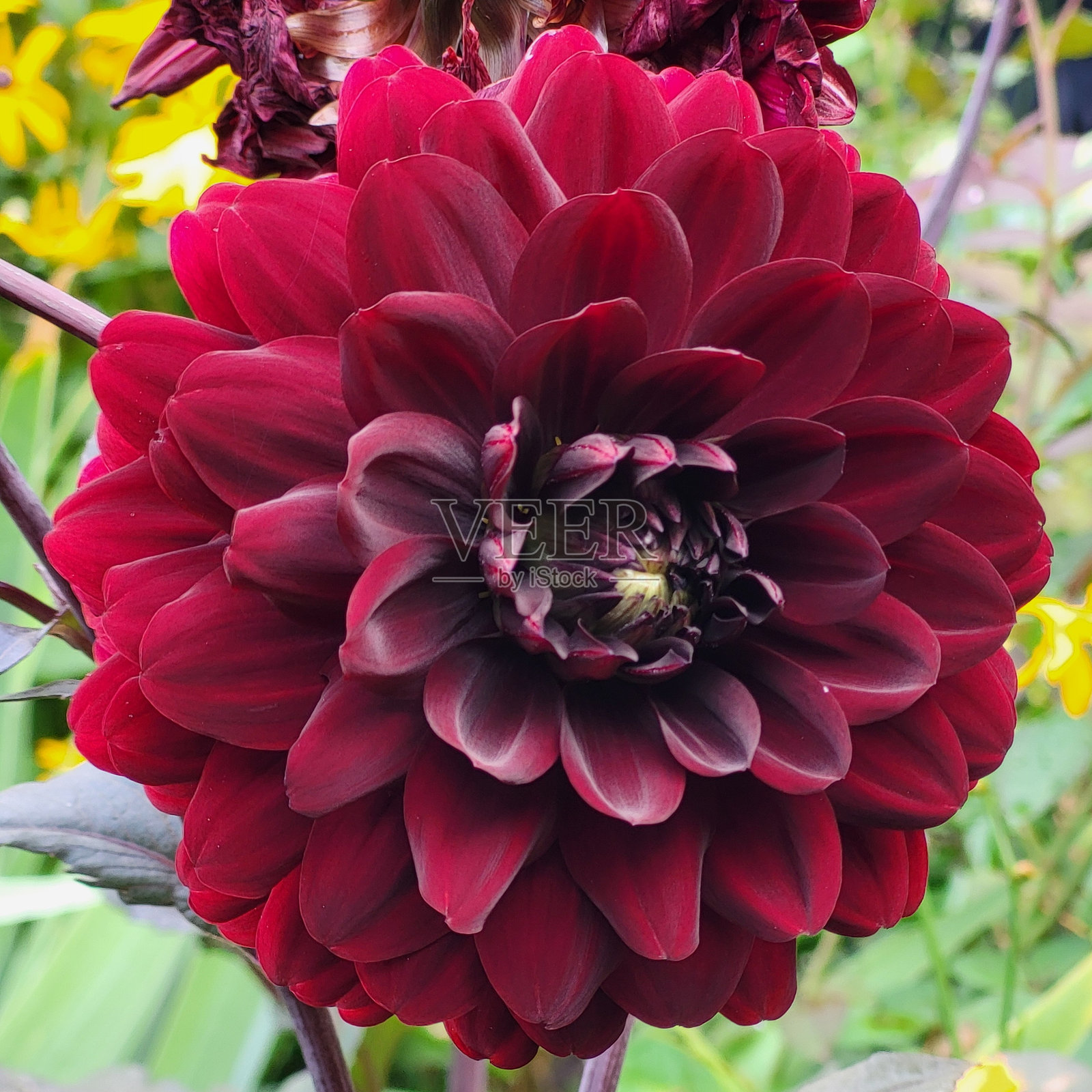 八月从福尔斯克里克到格兰维尔岛的温哥华海堤绿道上的鲜花和植物照片摄影图片