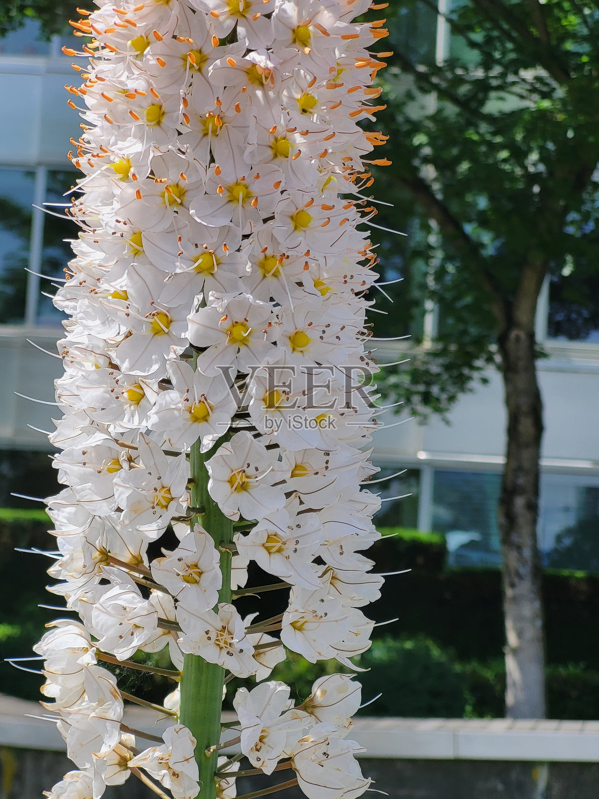 温哥华福溪社区春夏时节的花卉和植物照片摄影图片