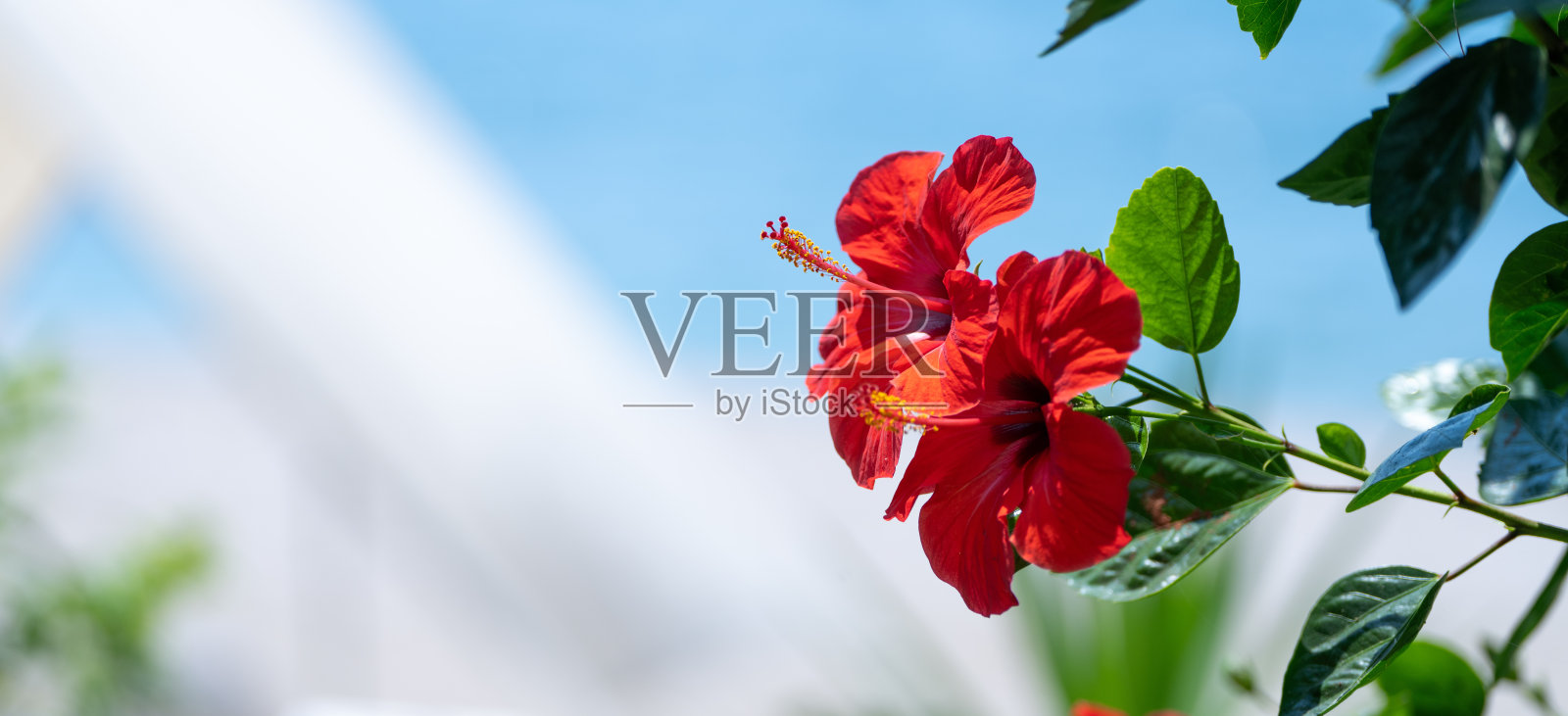 花园里的芙蓉花。夏花照片摄影图片